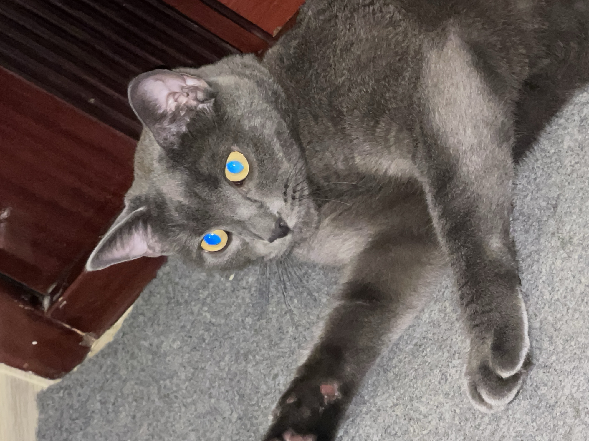 A gray cat with bright blue eyes and yellow irises lies on a gray carpet next to a dark reddish-brown wooden object. The cat is in a relaxed pose, with its front legs extended and paws visible. The background shows a portion of the wooden object, which appears to be a piece of furniture or cabinetry. The lighting is dim, casting shadows and highlighting the cat's fur and striking eyes. The image does not provide any information about the city of Sochi, Russia.