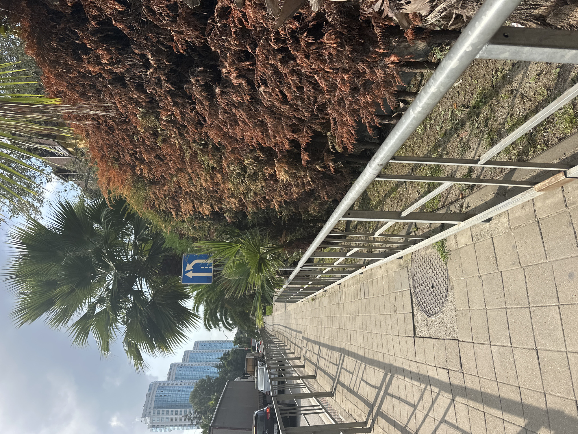 The image depicts a pedestrian sidewalk alongside a road in Sochi, Russia. The sidewalk is paved with light-colored square tiles and is bordered by a metal railing. Beyond the railing, a dense hedge of brownish-red foliage runs along the right side of the scene, with palm trees interspersed. In the background, there are several tall, modern residential buildings. The road appears to be a multi-lane street with moderate traffic, including cars and a truck. A blue road sign with white arrows indicating lane usage is visible on the left side of the road. The sky is partly cloudy, and sunlight casts shadows on the sidewalk. A manhole cover is visible in the pavement of the sidewalk. There are no people or animals clearly visible in the image.