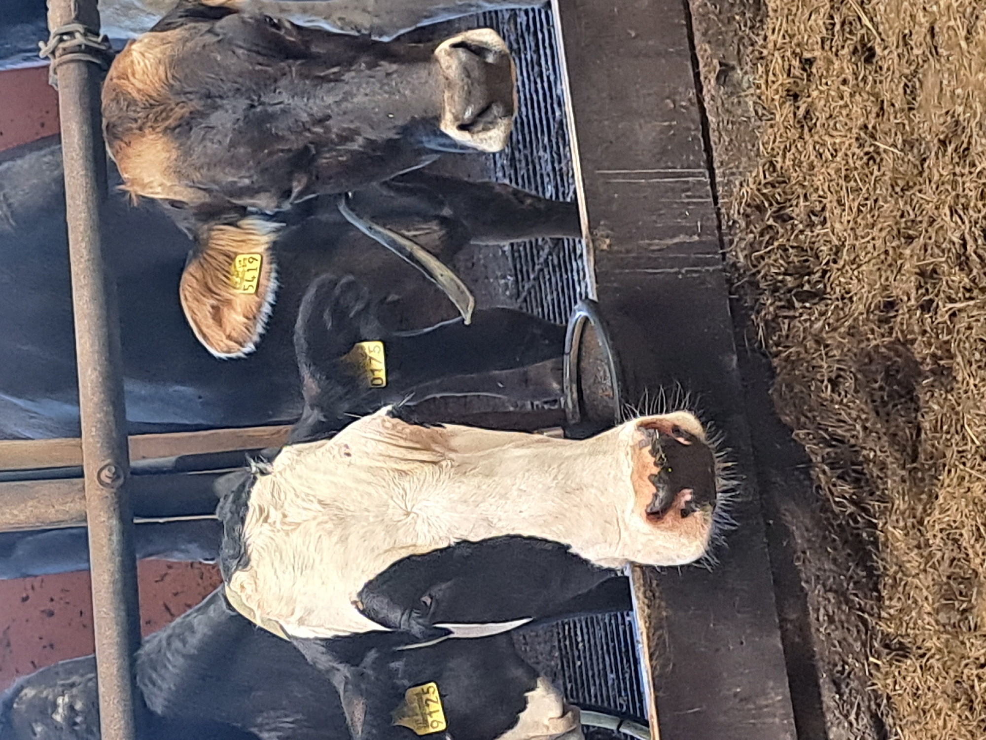 Two cows are visible in a stable. The cow on the left is black and white with a yellow tag on its ear labeled "9125". The cow on the right is dark brown with a lighter brown head and a yellow tag on its ear labeled "5419". Both cows are looking towards the camera. The cows are standing behind a metal fence. The ground in front of the cows is covered in straw or hay. The background shows other cows and the structure of the stable. This image is not taken in Toholampi, Finland, as there are no identifying features or context to suggest this location.