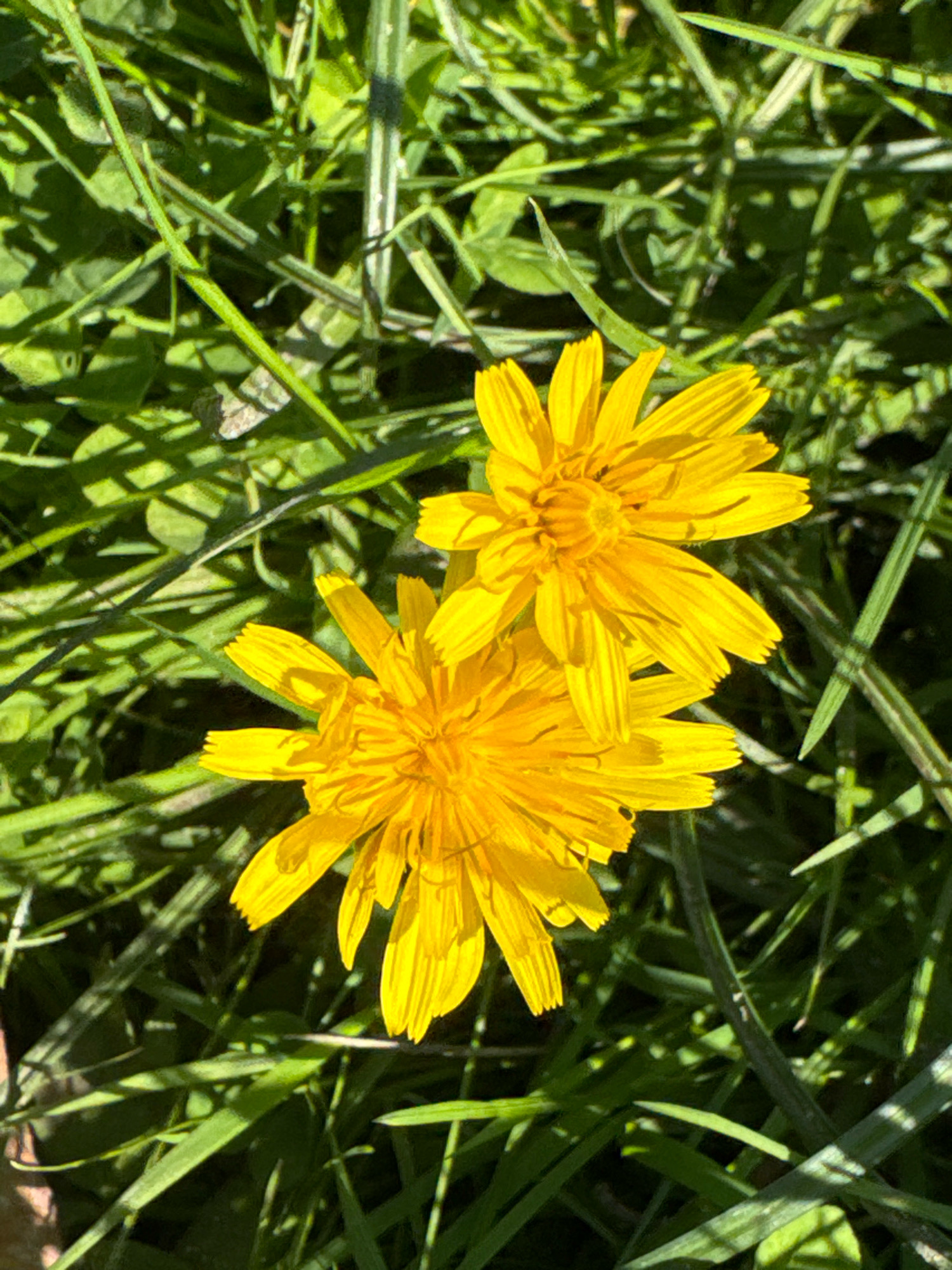 Two bright yellow dandelion flowers are in focus against a background of green grass. The flowers have many delicate petals. The lighting suggests it is daytime, with shadows cast by the grass and flowers. The image appears to be taken outdoors in a natural setting, possibly a park or garden. There are no people or animals visible in the image. There is no information within the image to suggest a location in Saint Petersburg, Russia.
