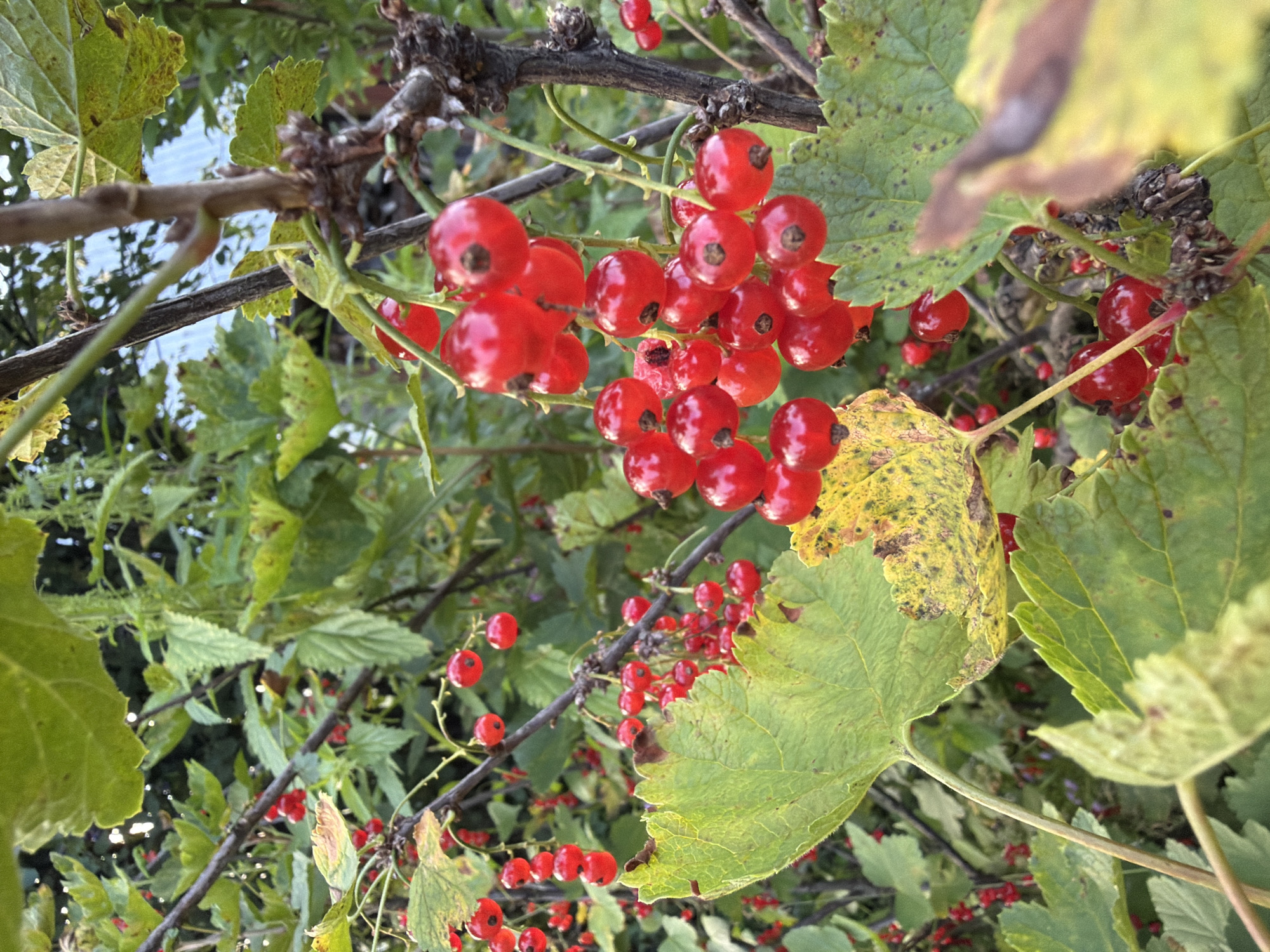 The image shows a close-up of ripe red currants on a bush. The berries are small, round, and a vibrant red color, clustered together on thin stems. Some leaves are visible, with a few showing signs of yellowing or browning at the edges, suggesting the end of the growing season. The background is a blur of green foliage, indicating a natural outdoor environment. There are no people or visible man-made structures in the image. The lighting suggests it is daytime, possibly late afternoon due to the soft light. The scene is a natural close-up of fruit on a plant.