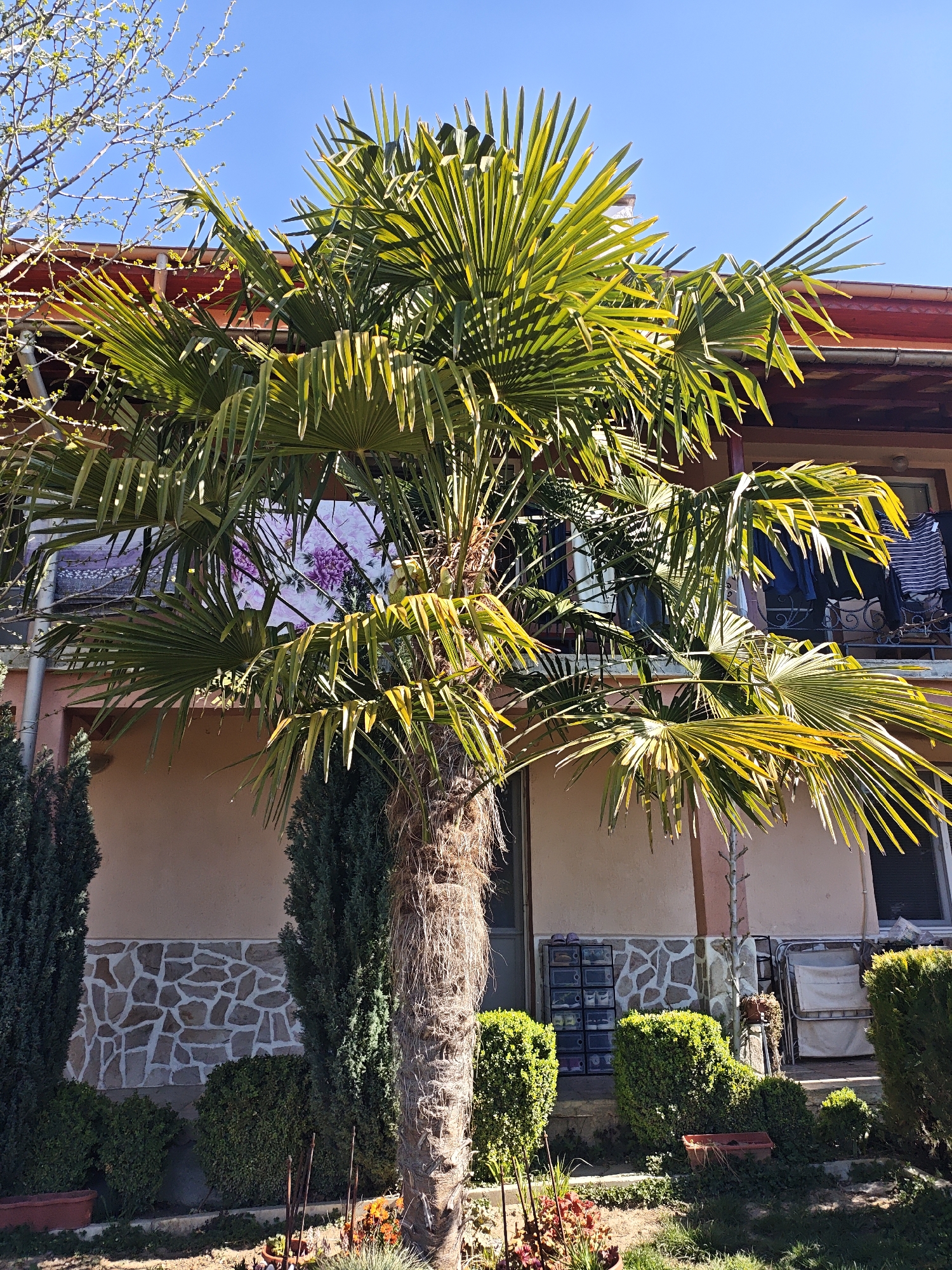 A sunny, outdoor scene shows a palm tree in front of a building in Unknown, Unknown. The palm tree has a thick, fibrous trunk and a crown of green fronds. Behind the tree is a two-story building with a peach-colored facade and a red tile roof. A balcony with dark metal railings is visible on the second story. Clothes are hanging on the balcony railing. The building also has a stone base. The yard in front of the building is green, with a variety of bushes and flowers. A few small trees are also visible to the sides of the palm tree. The sky is clear and blue.