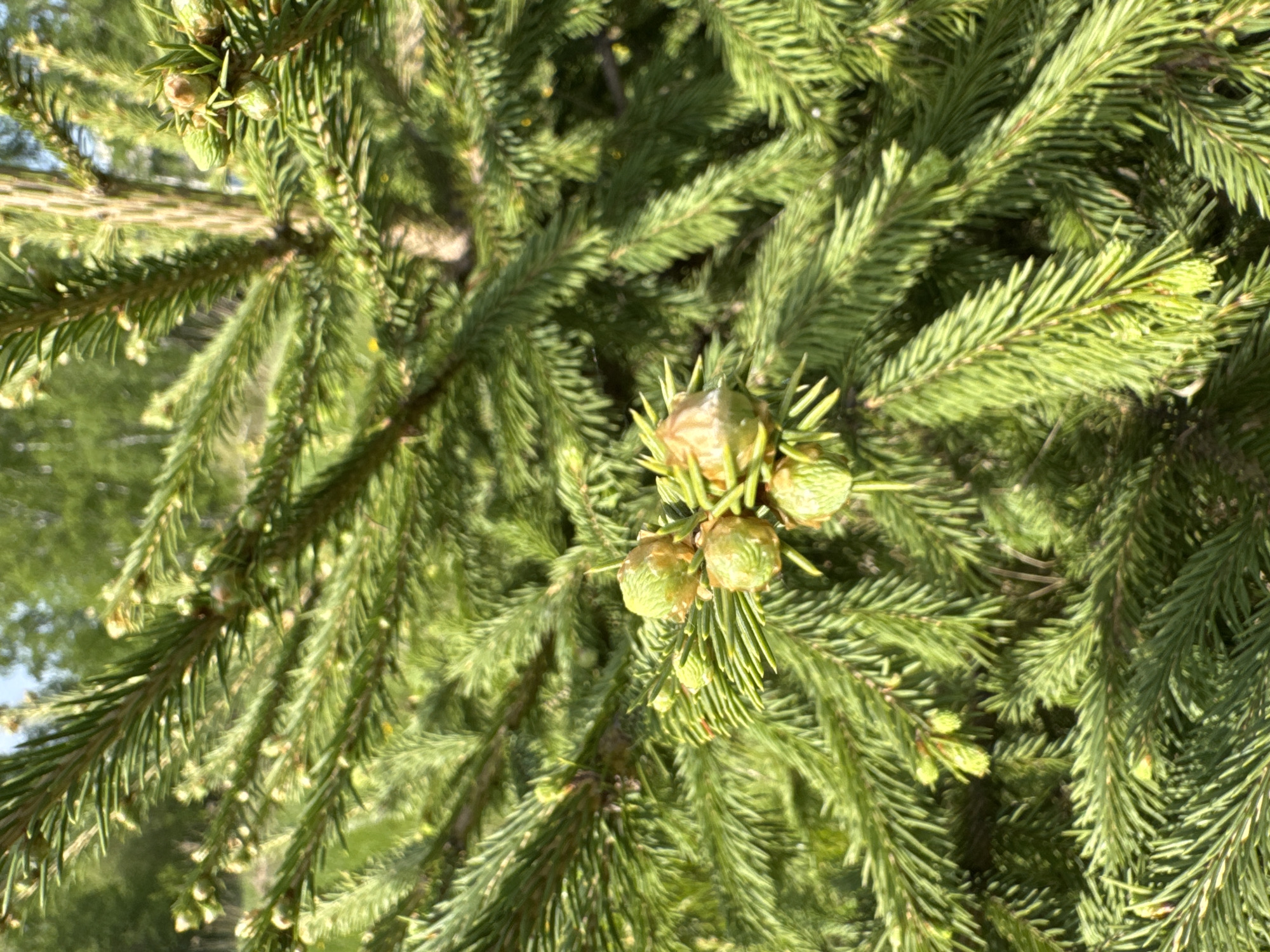 The image shows a close-up of a spruce tree branch with young cones, likely taken in daylight. The needles are a vibrant green, and the cones are a mix of green and brown. The background is blurred, suggesting a shallow depth of field, but appears to be greenery and perhaps a glimpse of the sky. The image doesn't contain any information to indicate a specific location in Krasnoobsk, Russia. The details are limited to the tree branch and surrounding foliage. There are no people, specific objects, or interactions visible.