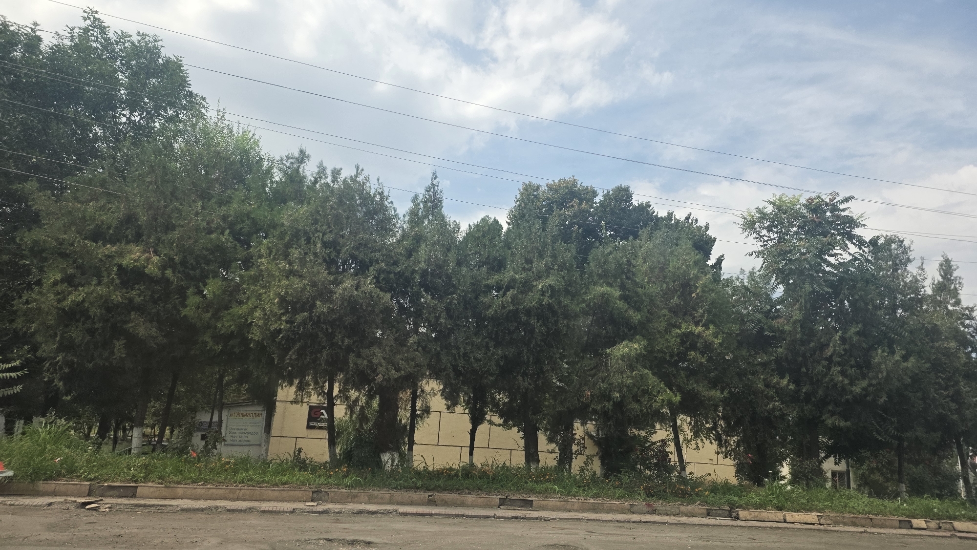 The image shows a row of evergreen trees lining a sidewalk in front of a building in Kara-Suu, Kyrgyzstan. The trees are of varying heights and densities, with some appearing to be cedars or cypress trees. Behind the trees, a pale yellow building with a tiled facade is visible. There are several signs on the building, including one with Russian text that reads "Жамалидин" and another with a logo. The ground in front of the sidewalk is a dirt road, possibly under construction, with some debris. Power lines are visible against a cloudy sky. The scene appears to be an urban or semi-urban environment.