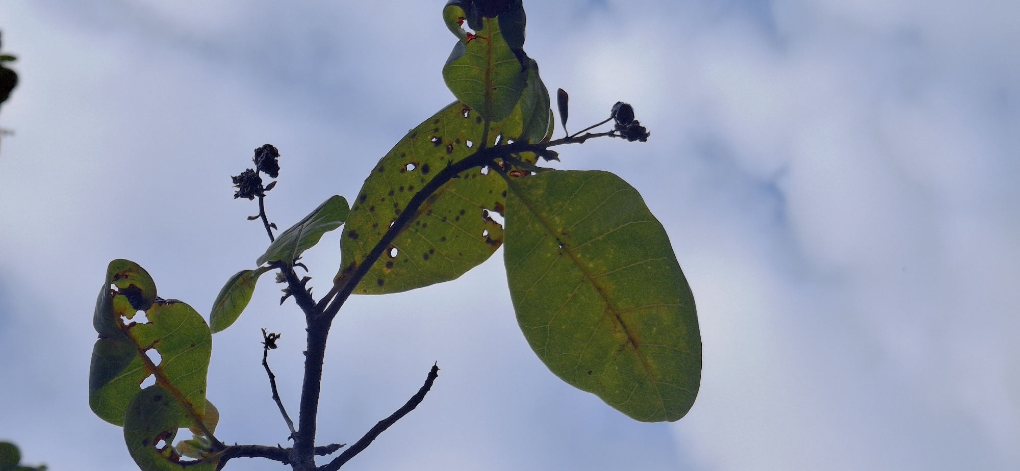 The image shows a close-up of a tree branch with green leaves against a cloudy sky. Some of the leaves have holes and brown spots, suggesting they may be damaged or diseased. There are also a few small, dark, withered clusters on the branch, possibly remnants of flowers or fruit. The background is a soft focus of blue and white clouds. The scene appears to be in a natural outdoor environment.