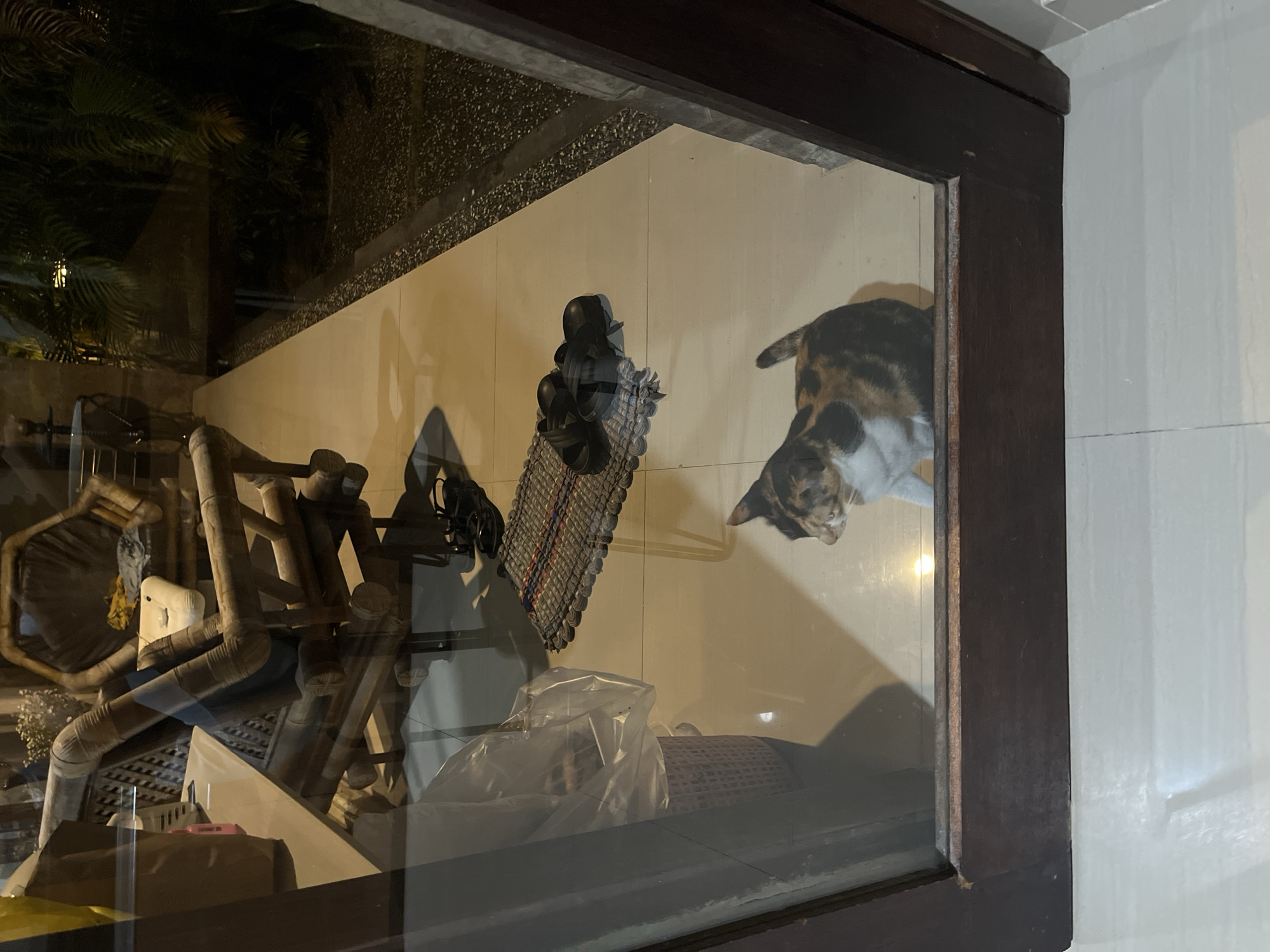 Captured in Unknown, Indonesia, a cat, with calico fur, looks through a window. The interior behind the glass appears cluttered, with a rack, shoes, and wrapped items. The reflection on the glass shows foliage.