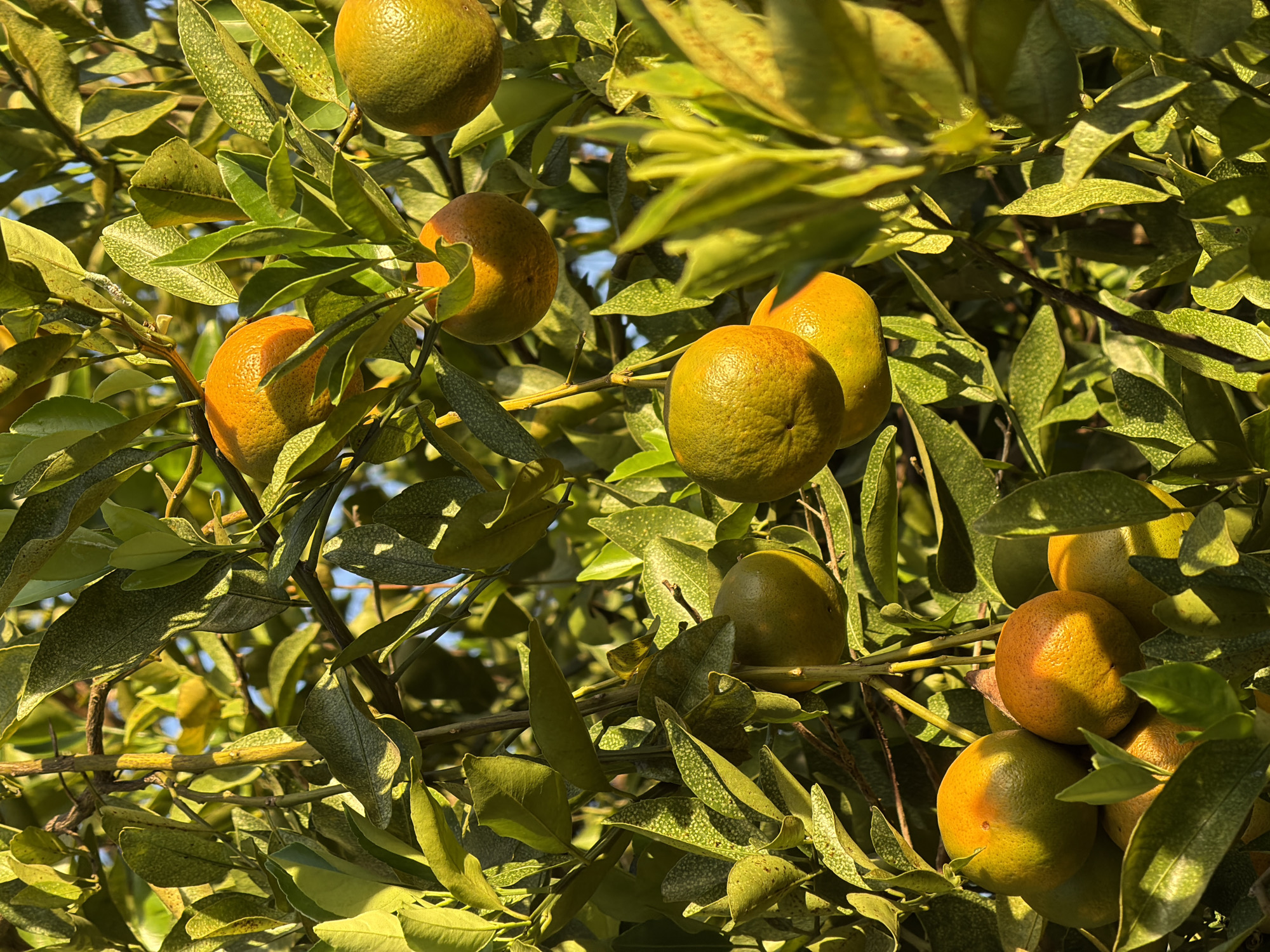 The image depicts a close-up view of an orange tree with ripening fruits. The oranges vary in color from green to orange, suggesting different stages of maturity. The leaves of the tree are a glossy green and show signs of possible sun damage with yellow or brown spots. The branches are intertwined and some are in shadow. The bright sunlight and shadows suggest a sunny day.
Given the requested location of Kuta Selatan, Indonesia, the image likely portrays an orange grove or a private garden within that area. However, without specific identifiers in the photograph, this connection cannot be definitively proven.