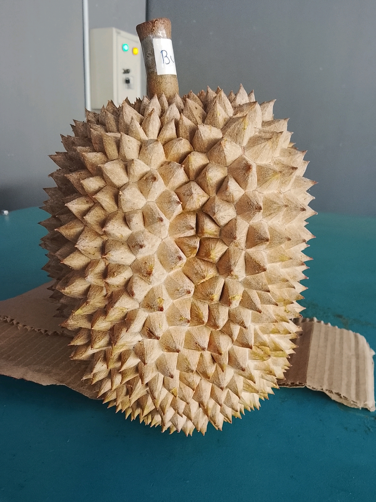 A durian fruit rests on a teal-colored surface, with a piece of corrugated cardboard underneath its left side. The durian is covered in sharp, conical spines and has a brown stem that extends upwards, with a white label attached to it, marked with the letter "B". In the background, a light-colored electronic control box is visible with green and yellow indicator lights. The background wall is a muted gray. The scene appears to be indoors, possibly in an urban setting like Slawi, Indonesia, given the mention of the city.