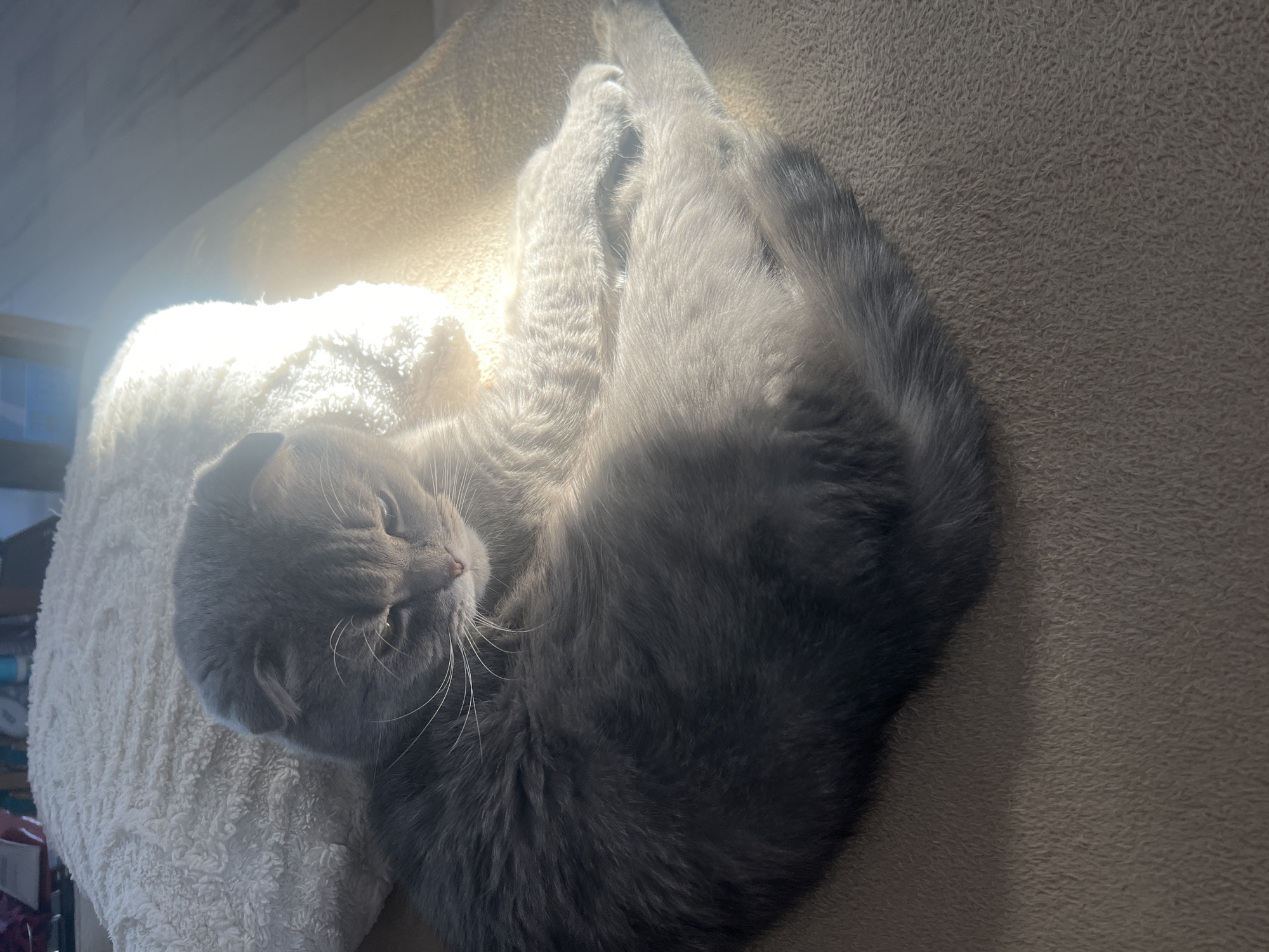 A gray Scottish Fold cat is curled up and sleeping on a beige, textured surface, possibly a cat bed or cushion. The cat is resting its head on a white, plush object, which could be a pillow or another part of the cat bed. The scene is illuminated by bright, diffused sunlight, casting strong shadows. The location is not specified.