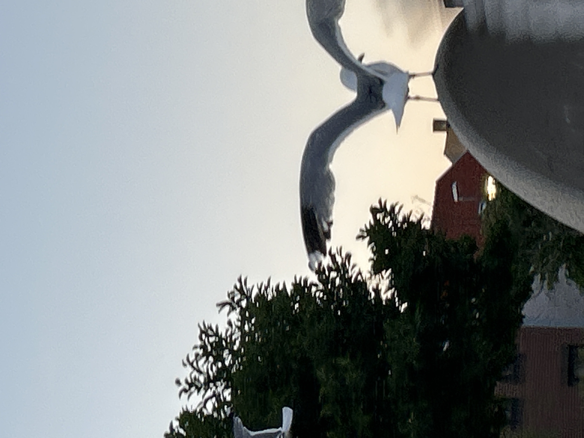 The image shows a seagull in flight against a pale sky, with a large evergreen tree on the left and buildings in the background. The seagull is captured mid-flight with its wings spread wide, appearing to be in the process of landing on a curved, dark gray structure in the foreground. The setting appears to be an urban or semi-urban environment, possibly a waterfront area given the presence of seagulls.
While the specific location in Helsingborg, Sweden is not definitively identifiable from the visual cues alone, such scenes are common in coastal cities. The buildings in the background suggest a built-up area. The evergreen tree implies a natural element within the cityscape. The time of day appears to be either early morning or late afternoon, as indicated by the soft, diffused light and the pale, gradient sky. The overall impression is one of urban wildlife interacting with the built environment.