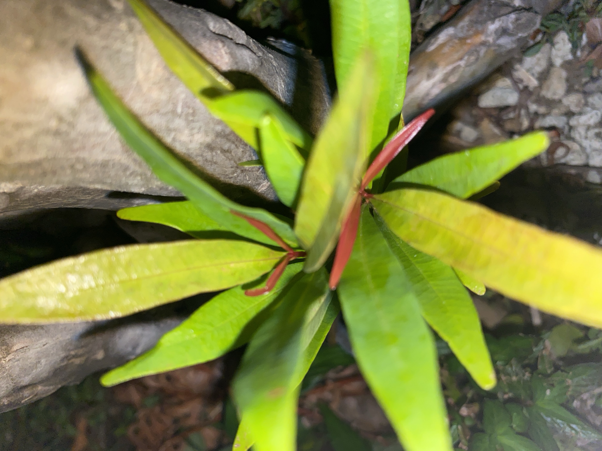 A close-up, top-down shot captures a vibrant green plant with pointed leaves, some tinged with yellow, emerging from a central stalk of reddish-pink stems. The plant is positioned on a surface composed of rough, greyish-brown wood and scattered stones, suggesting an outdoor or terrarium environment. The background is dark and out of focus, hinting at foliage or shadows. The lighting casts subtle highlights and shadows on the plant's leaves and the surrounding textured elements.