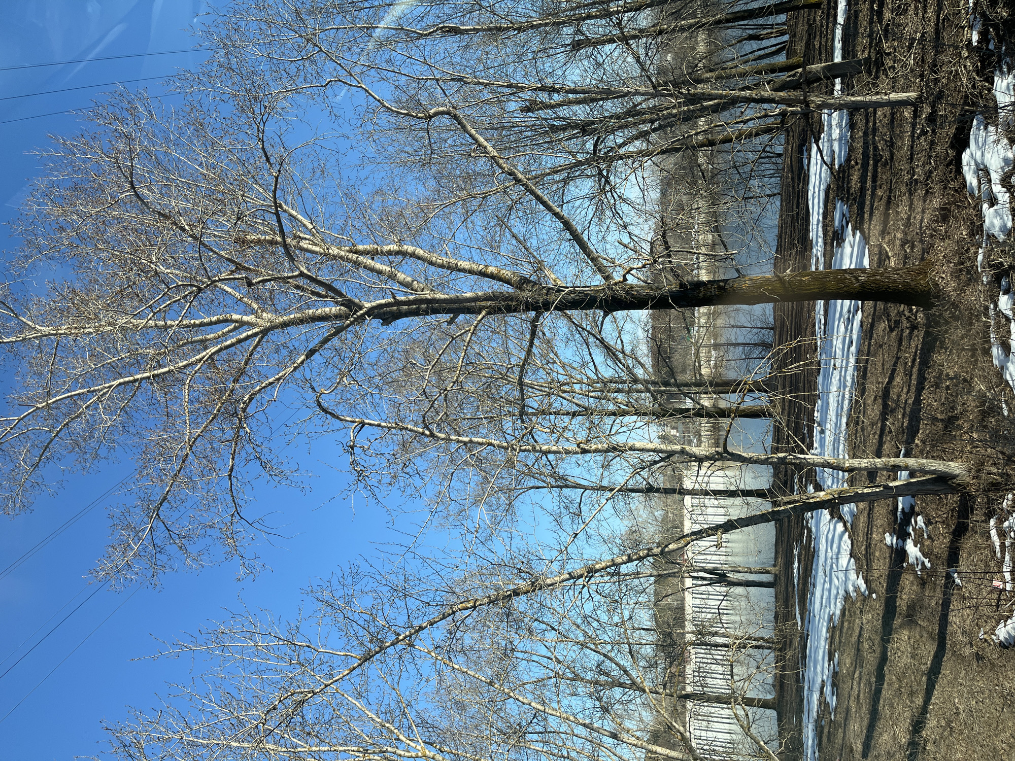 The image shows a winter landscape in Chaikovsky, Russia, with bare trees silhouetted against a clear blue sky. Some trees have snow clinging to their bases. A body of water is visible through the trees, possibly a river or lake. Patches of snow are also present on the ground. Power lines can be seen in the upper left corner of the frame.