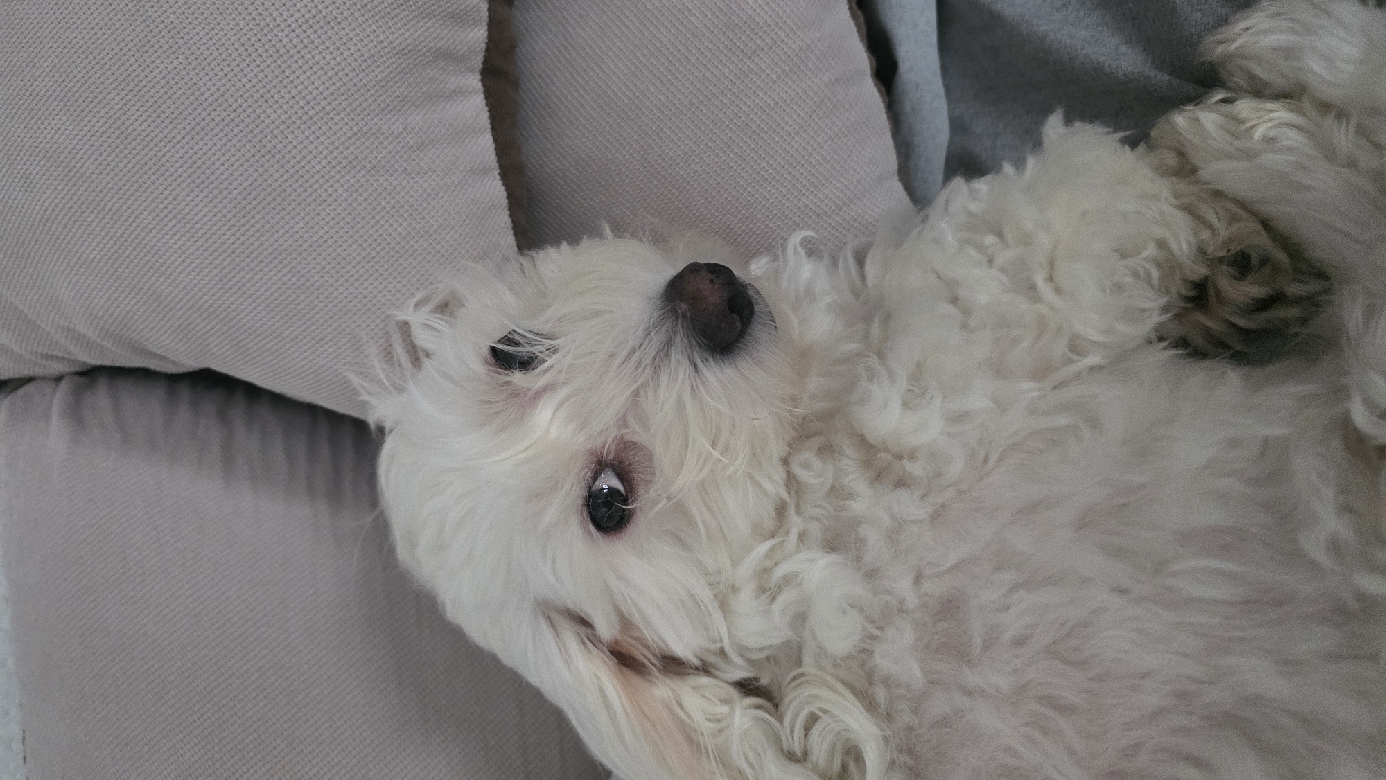 A small, white, fluffy dog with black eyes and a black nose is lying on its back on a grey couch. The dog's head is resting on a cushion. The location is unspecified; there is no evidence indicating that the image was taken in Blagoevgrad, Bulgaria.