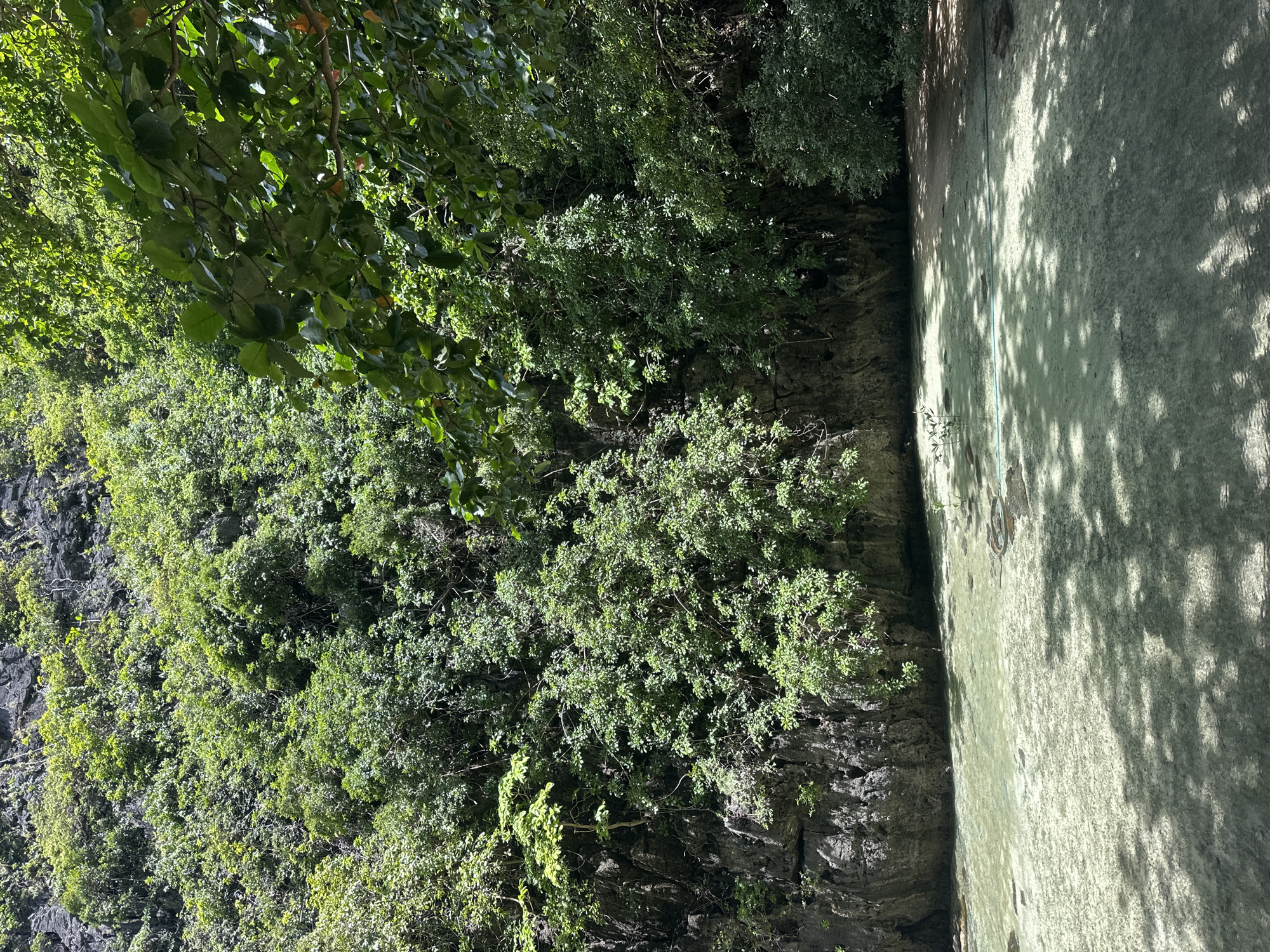 A serene, sun-dappled scene unfolds at the edge of a calm, shallow body of water, likely a cove or lagoon within Ao Nang, Thailand. The water is remarkably clear, revealing a sandy bottom and scattered rocks beneath its surface. Lush, verdant foliage cascades down a dark, rocky cliff face that forms the backdrop of the scene. The cliff is densely covered in a variety of trees and plants, their leaves a vibrant green, creating a natural, untouched aesthetic. The sunlight filters through the branches of trees in the foreground, casting intricate patterns of shadow on the water and sand. A thin, blue rope or line is visible stretched across the water in the mid-ground. The scene evokes a sense of tranquility and natural beauty, typical of coastal areas in Ao Nang.