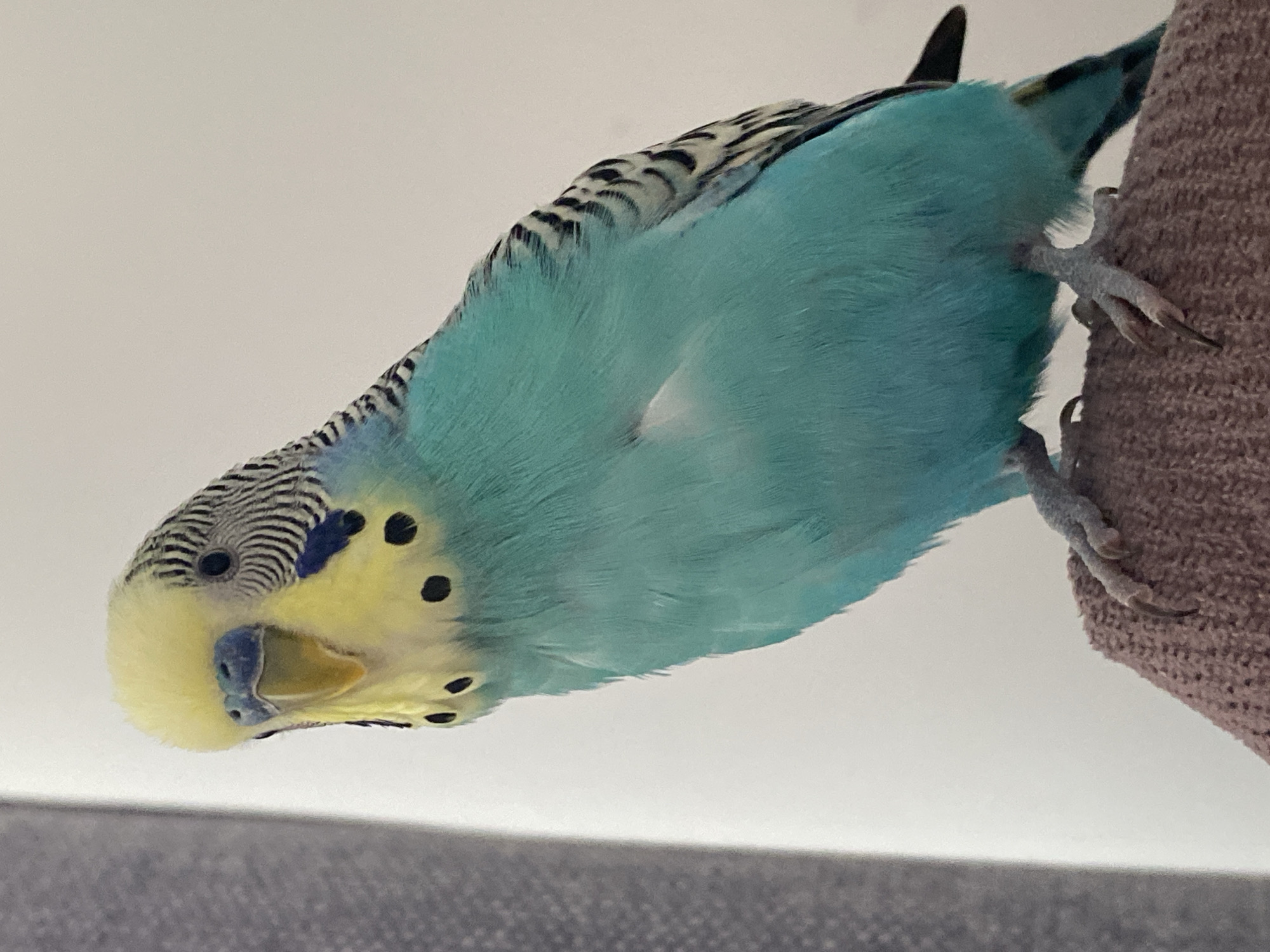 A blue and yellow budgerigar bird is clinging upside down to a textured, tan-colored object, likely a piece of fabric or a perch. The bird's head is oriented towards the bottom of the frame, and its body curves upwards. The background consists of a light gray surface at the bottom and a lighter, off-white surface above.