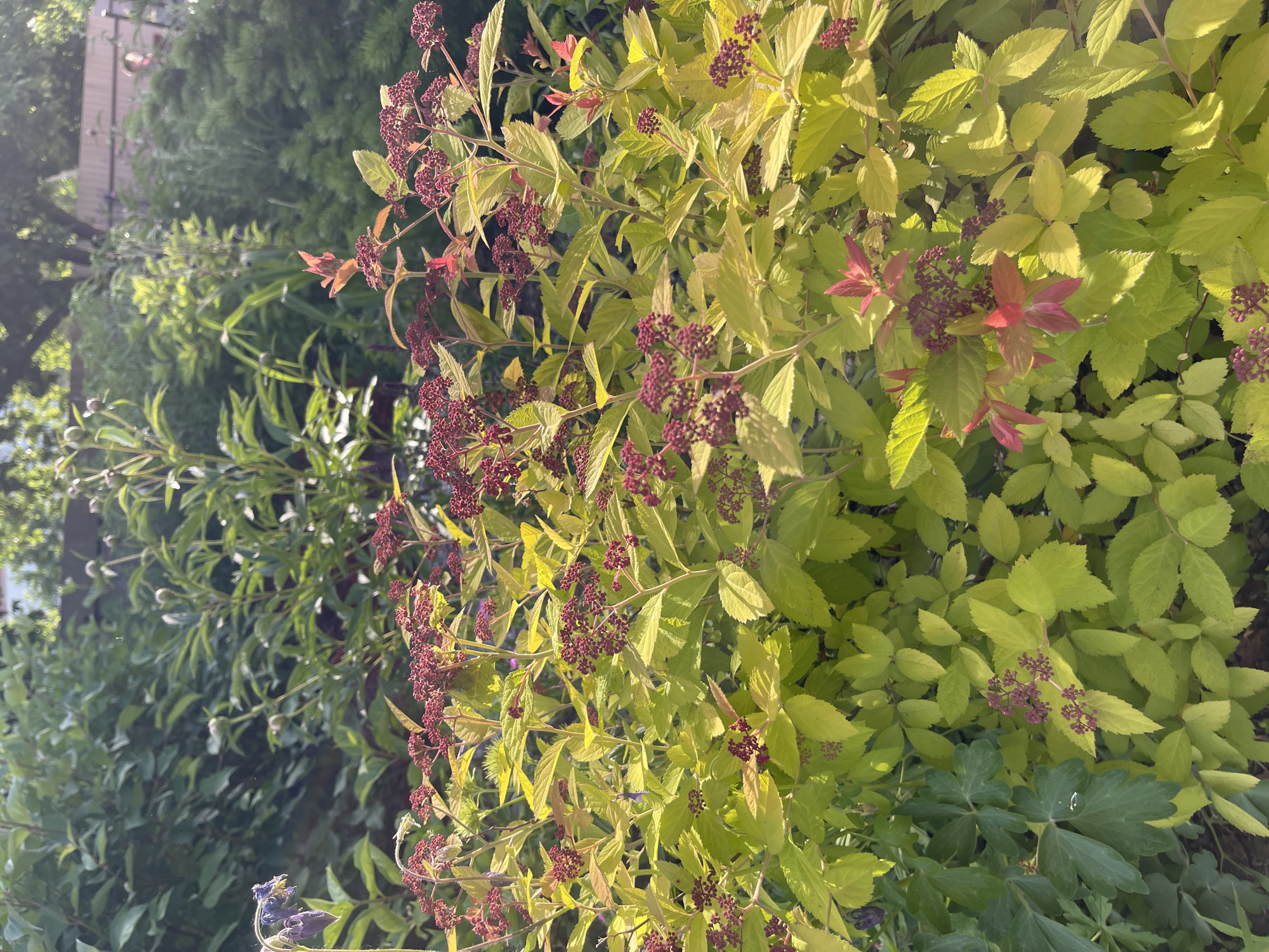 In Plodopitomnik, Russia, a close-up, eye-level view captures a vibrant garden scene bathed in sunlight. The foreground is dominated by a shrub with striking lime-green leaves and clusters of deep red flower buds. These buds are small and tightly packed, hinting at a future bloom. Interspersed among the green foliage are new leaves that have a reddish-pink hue, suggesting new growth.
To the left of the shrub, a single, delicate purple flower hangs down, its petals slightly wilted. Further back, the garden extends with a variety of plants, including taller, leafy green shrubs and the soft, out-of-focus shapes of trees and other foliage. The background is a blur of green and dappled sunlight, indicating a natural outdoor setting. The overall impression is one of lush, healthy plant life in a sun-drenched environment.