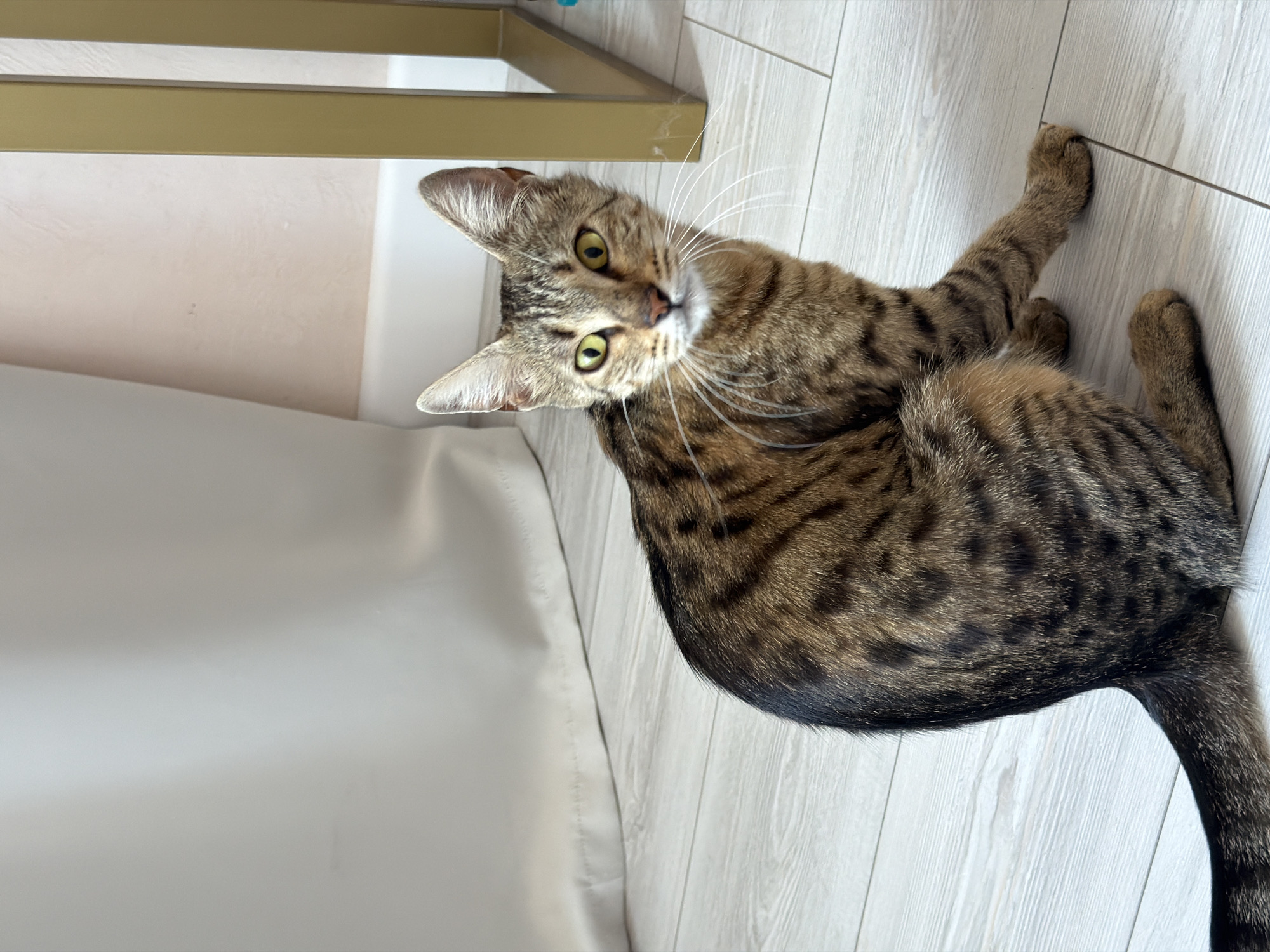 A tabby cat with green eyes sits on a light-colored wooden floor, looking at the camera. The cat's fur is brown with dark stripes. To the left of the cat is a white curtain, and to the right is a gold-colored metal table leg. The background consists of a pale pink wall and baseboard. The image does not provide any information about the city of Rossiyskiy, Russia.