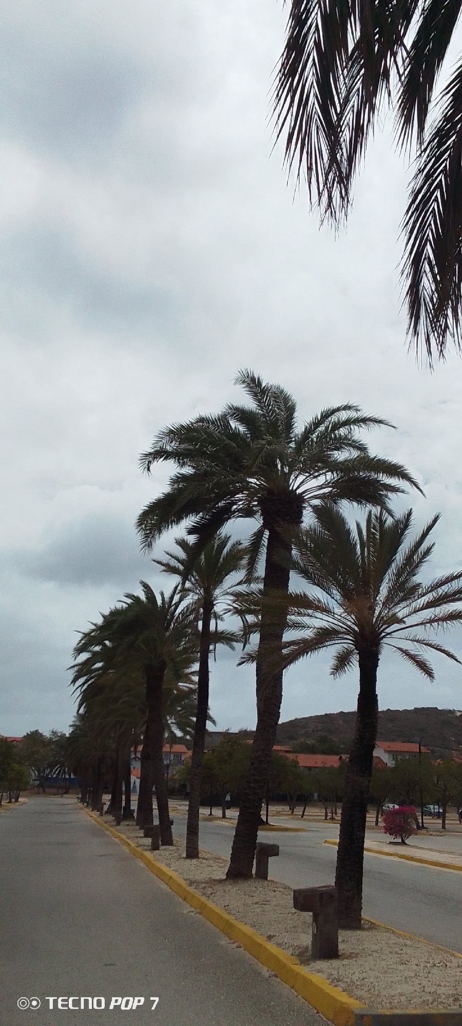 The image depicts a street in Pedro González, Venezuela, lined with palm trees under an overcast sky. The street is paved and has a yellow curb separating it from a gravel area where the palm trees are planted. In the background, there are buildings with red tile roofs and other trees. There are no people visible in the image. A "TECNO POP 7" watermark is in the lower left corner of the image.