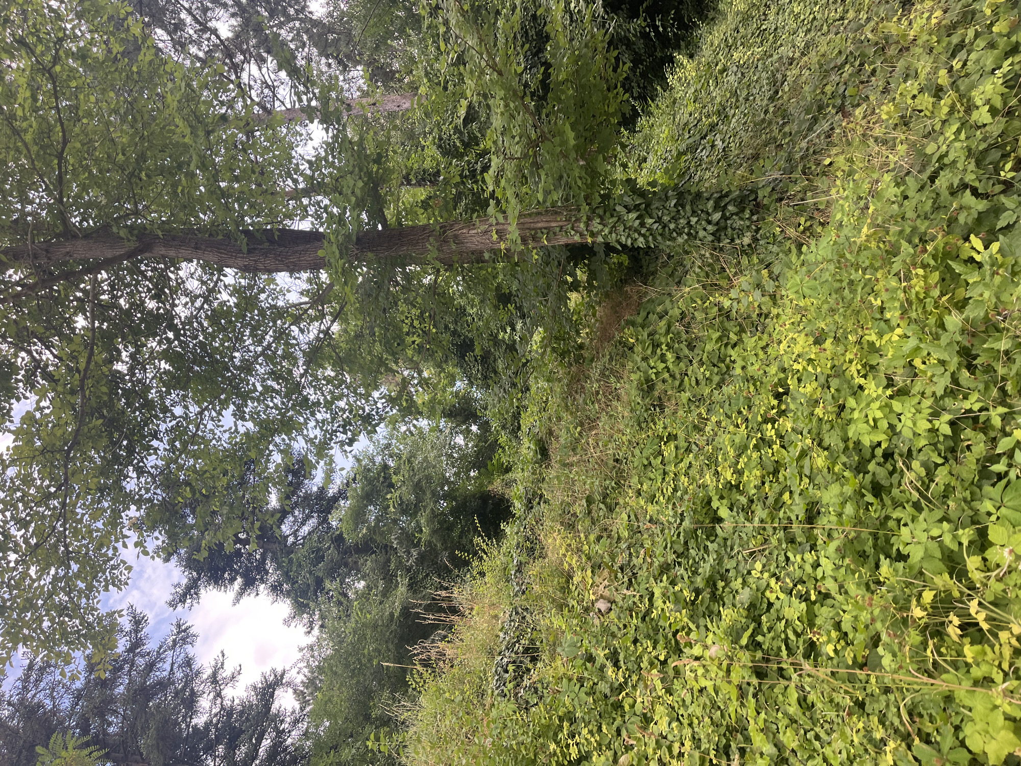 The image depicts a dense, overgrown hillside filled with lush green vegetation and trees, suggesting a natural or semi-wild area. The foreground is dominated by a thick carpet of various leafy plants, interspersed with dry grasses and thin, woody stems. Several trees are visible, including a prominent one with ivy climbing its trunk on the right side of the frame. In the background, more trees and foliage create a layered effect, with glimpses of a cloudy sky peeking through the canopy. The scene appears to be located in a park or undeveloped area within the city of Dobrich, Bulgaria, characterized by its natural growth and lack of human presence or constructed elements.