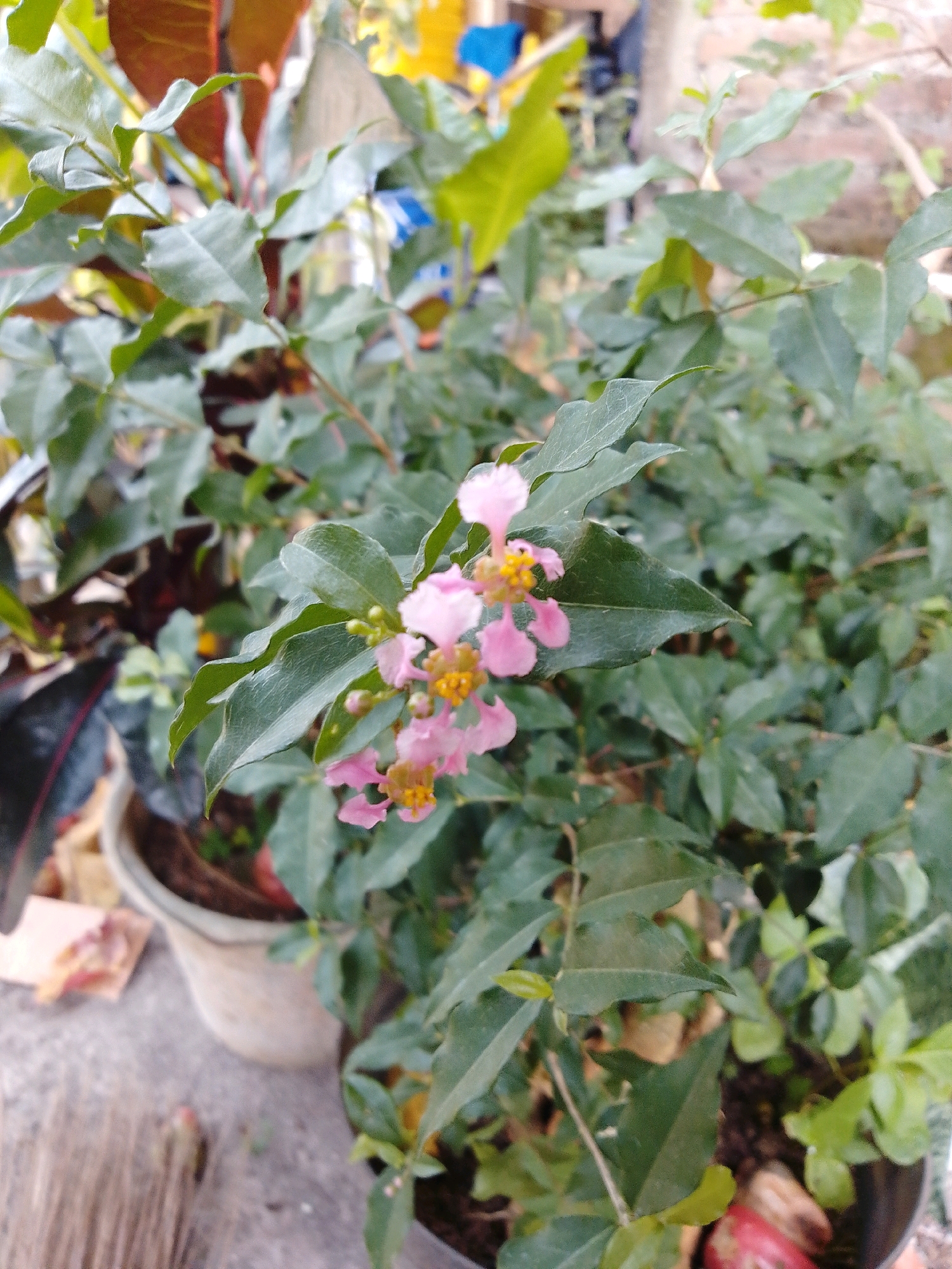 This is a medium shot, outdoor photograph taken in Cikal, Indonesia, of a cluster of small pink flowers with yellow centers, likely on a shrub. The flowers are delicate and arranged in small groups, some with visible buds. The surrounding foliage is lush and green, with some leaves appearing darker and slightly leathery. In the background, other plants are visible, including some with reddish-brown leaves, and a portion of a brick wall and a light-colored pot can be seen. The lighting suggests it is daytime. The scene appears to be a garden or a potted plant arrangement. There are no people visible in the image.