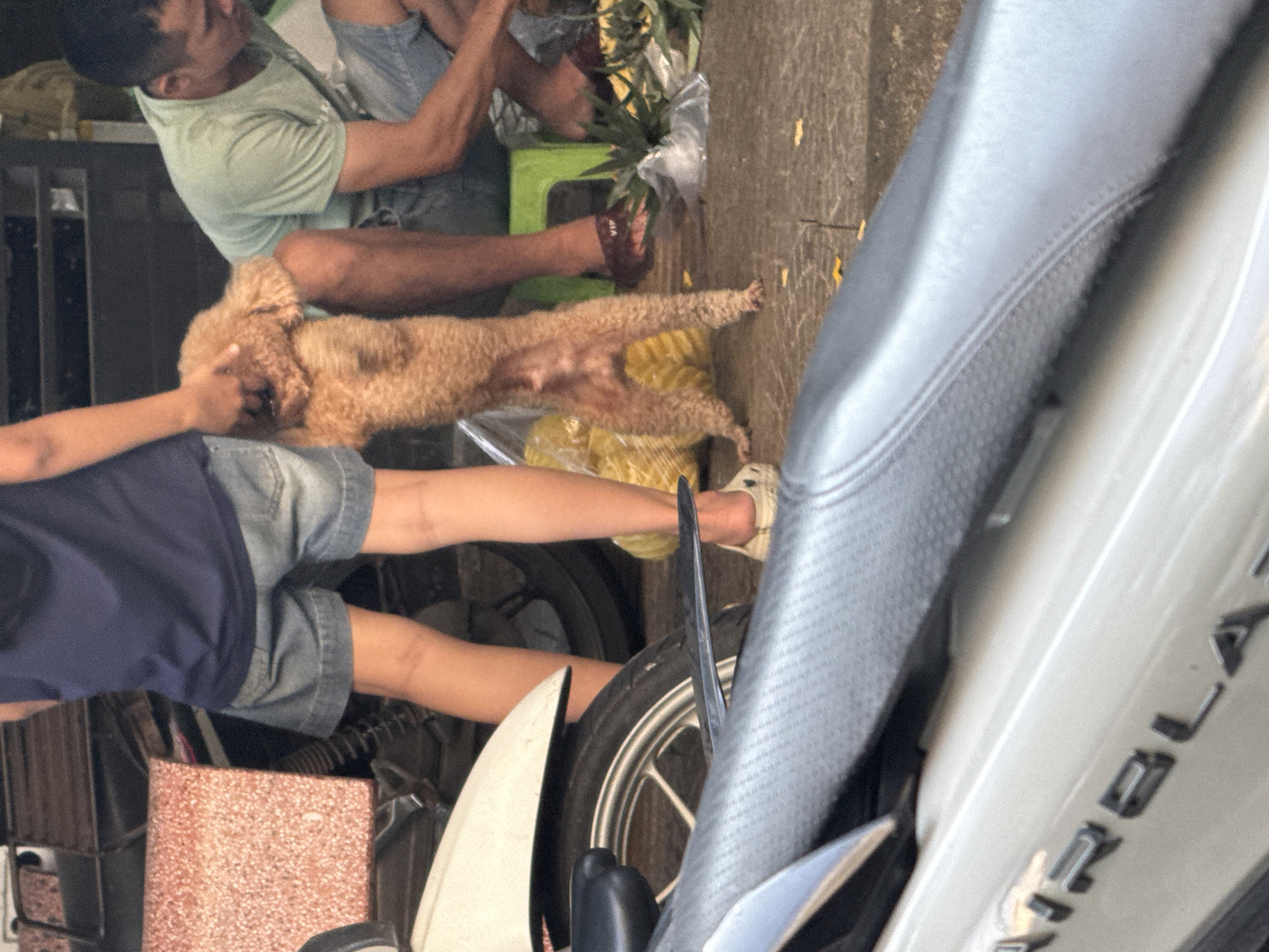 Captured from a vertical angle, the image depicts a casual street scene, potentially in Đà Nẵng, Vietnam. In the upper left, a man in a light green t-shirt and denim shorts sits on a green stool. A dog of the Poodle breed is lying near the seated man and being touched. An individual wearing a dark blue shirt and denim shorts stands near the dog. A motorcycle takes prominence on the right side of the frame. It is primarily gray and white, with visible tire treads and body details. Additionally, there are pineapple on the ground between the man and the dog. The setting implies an outdoor, possibly urban, location.