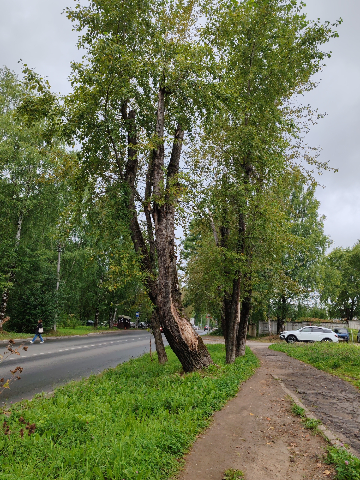 The image shows a street scene in Syktyvkar, Russia. A paved sidewalk runs along the right side of the road, bordered by a strip of grass and several trees. On the left side of the road, there is a pedestrian crossing, and a woman in dark clothing and white shoes is walking across the street. Further down the road, several cars are parked on the right side. The trees in the foreground have thick, textured bark, and their leaves are a vibrant green. The sky is overcast, indicating a cloudy day. The overall impression is a somewhat urban setting with a significant presence of greenery.