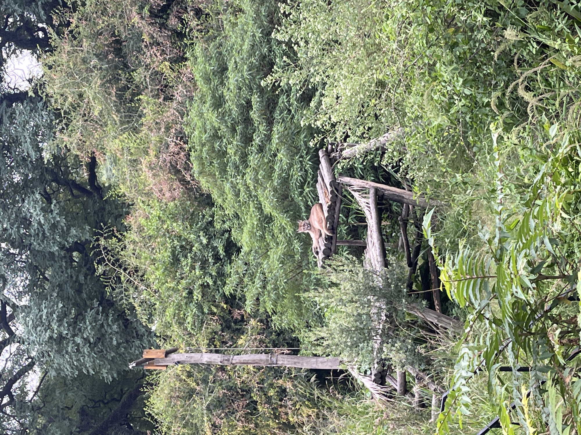 A light brown puma (Puma concolor) is observed resting on an elevated, rustic wooden platform constructed from logs and branches. The feline is positioned centrally on the platform, facing forward with its front paws extended. To the left of the platform stands a tall, slender wooden pole with a small, square wooden box-like structure attached near its upper section, from which a thin line or rope descends. The entire scene is set within a densely vegetated environment, characterized by various shades of green foliage, shrubs, and trees in both the foreground and background, suggesting a naturalistic enclosure. The location is identified as the Ecoparque Buenos Aires in the Palermo neighborhood of Buenos Aires, Argentina.