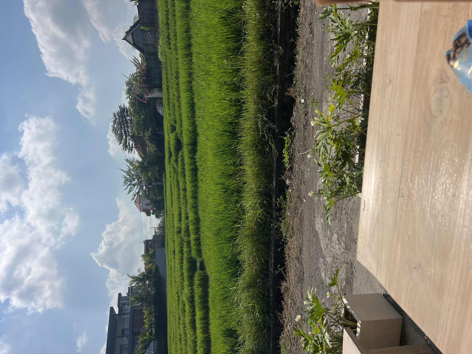 The image depicts a lush, green rice paddy field in Mengwi, Indonesia, under a bright, partly cloudy sky. In the foreground, a wooden table partially occupies the bottom of the frame, with a concrete planter containing green foliage to the left. Beyond the table, a dirt path runs alongside the rice fields. The rice paddy is terraced, with distinct rows of vibrant green rice plants. In the background, several buildings are visible, including modern multi-story structures and more traditional houses with tiled roofs, interspersed with trees. The overall scene suggests a serene, rural landscape within proximity to residential areas. There are no people or animals visible in the image.