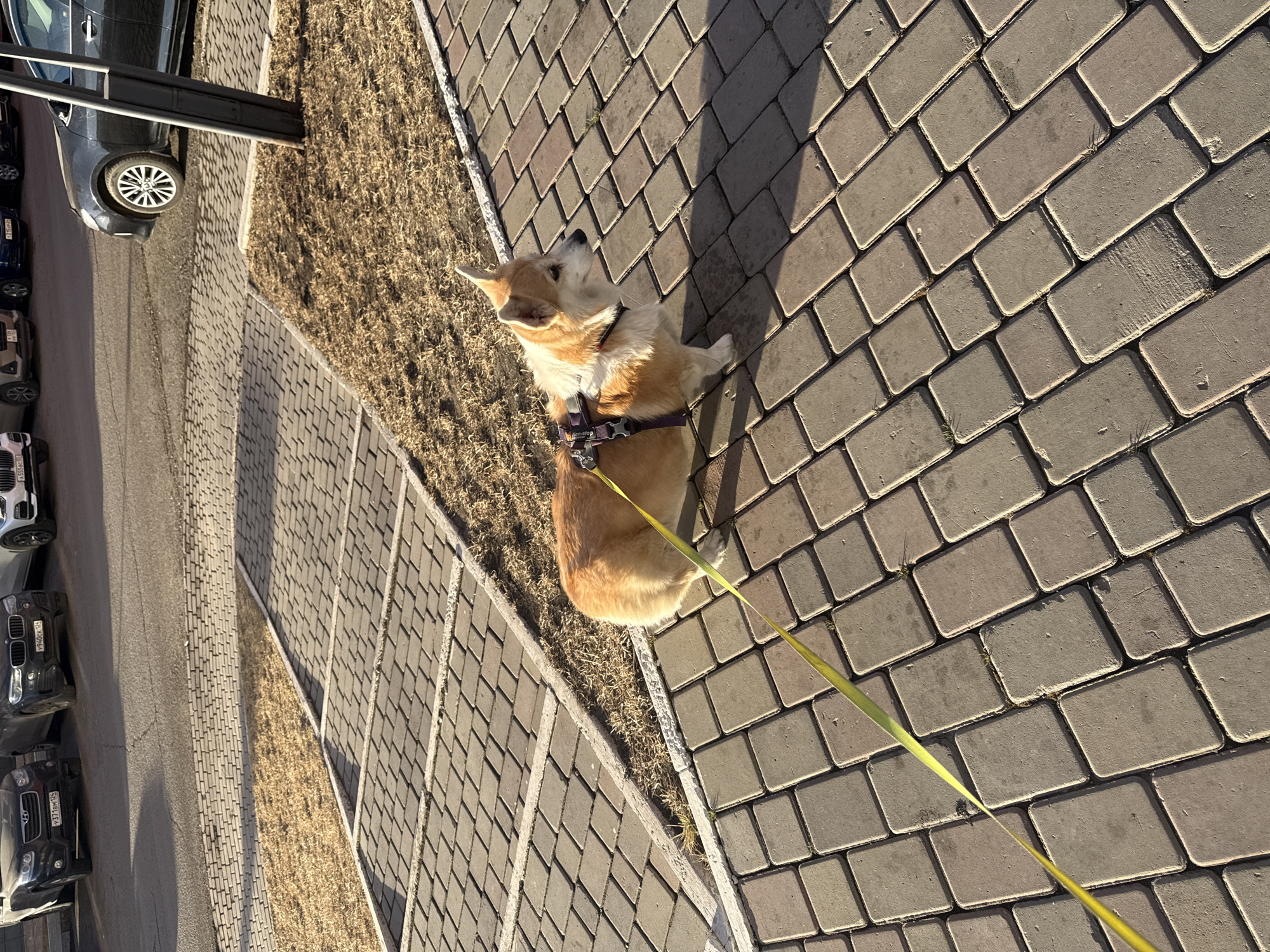 The image shows a corgi dog wearing a harness and leash sitting on a paved sidewalk. The sidewalk is composed of gray rectangular pavers. To the left of the sidewalk is a strip of dry grass and a road with parked cars. The cars are various colors including black and silver. The photograph appears to have been taken from an elevated perspective. The location is Krasnoyarsk, Russia.