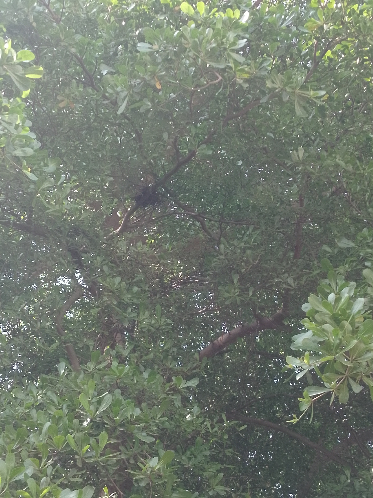 This is a close-up, low-angle shot looking up through the dense green foliage of a tree. The branches are dark and twisted, disappearing into the canopy of leaves. The leaves are a vibrant green, and many are catching the light, creating bright highlights. The overall impression is one of being immersed in nature, with the sky barely visible through the thick leaves. There is no discernible indication of any human presence or activity within the image. The location is not specified beyond the provided context of "Unknown, Unknown."