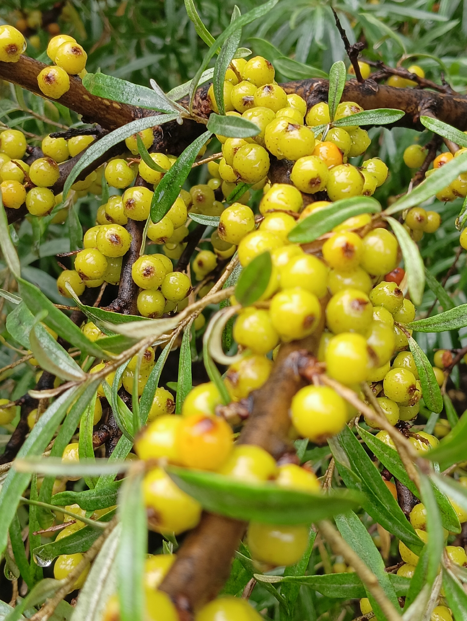 A close-up, shallow depth of field photograph captures a branch laden with bright yellow, round berries. The berries are clustered densely along the woody, brown branch, with some individual berries showing dark tips. The branch is surrounded by elongated, grey-green leaves, some of which appear slightly wet, suggesting recent rainfall or dew. The background is a blur of more green foliage. The scene is an outdoor, natural environment. This image does not depict any specific location in the city of Achinsk, Russia, nor does it contain any people, actions, or interactions.