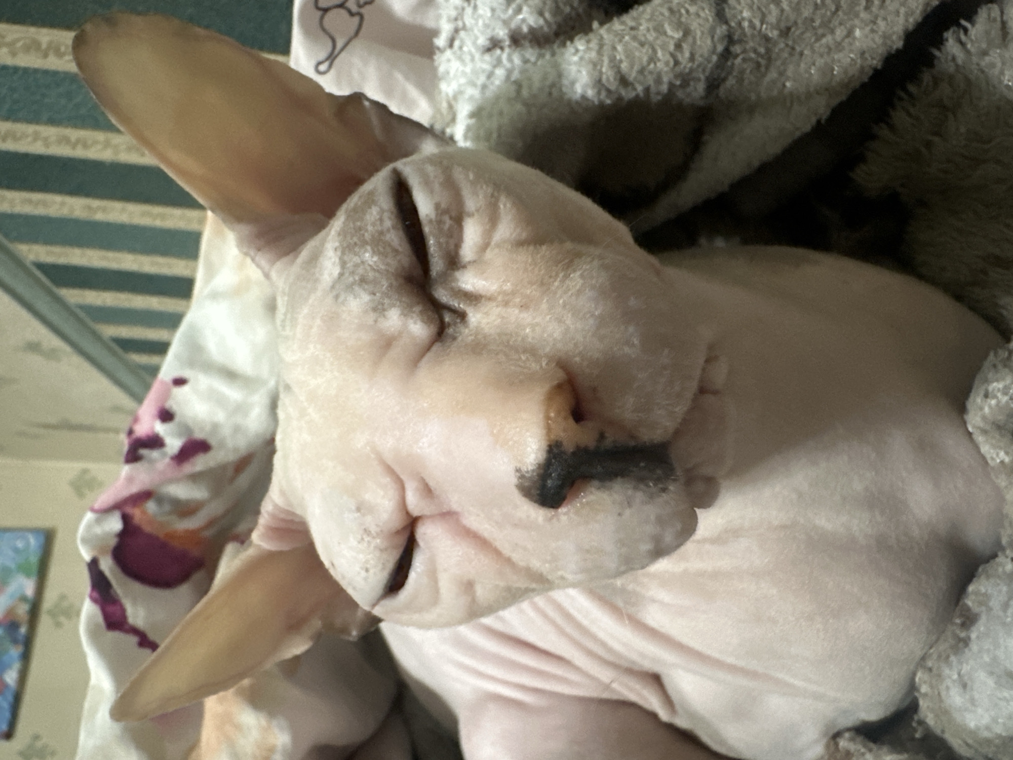 The image shows a close-up of a hairless cat, possibly a Sphynx breed, resting on a patterned blanket. The cat has large, prominent ears, wrinkled skin, and its eyes are mostly closed. Its nose is dark with a distinctive black marking. The background consists of striped wallpaper and another fluffy blanket. The scene appears to be indoors, suggesting a domestic setting. There is no indication of the location being in Togliatti, Russia.