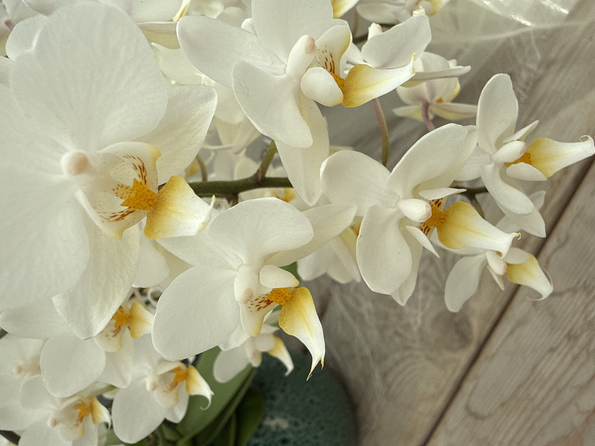 A cluster of white orchids with yellow and orange centers are displayed on a wooden surface. The orchids are arranged in a cascading fashion, with some flowers in sharp focus and others softly blurred in the background. The wooden surface appears to be a table or floor with visible grain patterns. A dark green decorative pot is partially visible on the left side of the image. The scene is indoors, likely in a home or floral shop in Fritzlar, Germany.