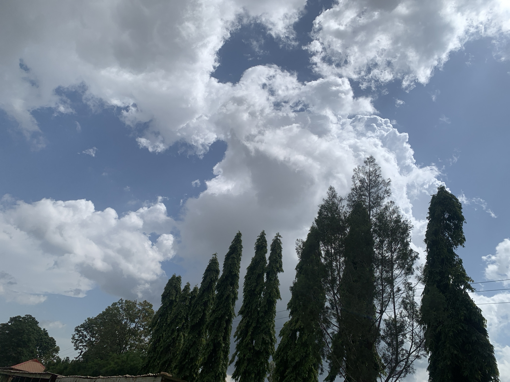 In Kuru Karama, Nigeria, a photograph captures a sky filled with dramatic, billowing white clouds against a bright blue backdrop. A line of tall, dark green trees, some appearing almost columnar, dominates the lower portion of the frame. The trees are densely packed and reach towards the sky, obscuring much of the ground level. Hints of structures, possibly buildings with reddish-brown roofs, are visible at the very bottom edge of the image, suggesting an inhabited area nestled among the trees. The overall impression is one of a natural landscape under a dynamic sky.