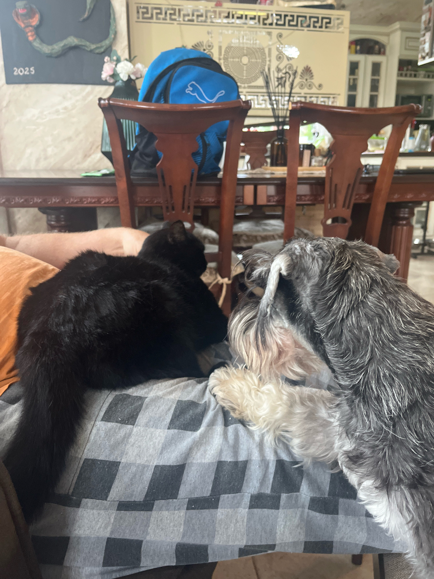 In an indoor scene, a black cat and a Schnauzer dog are positioned on a person's lap, which is covered by a grey and black checkered blanket. The cat is on the left, facing away from the camera. The dog is on the right, facing the cat with its head down. In the background, there are wooden chairs and a dining table. Further back, a blue backpack and decorative elements are visible on the wall. There is no indication of the city of Vladimirovka, Russia.