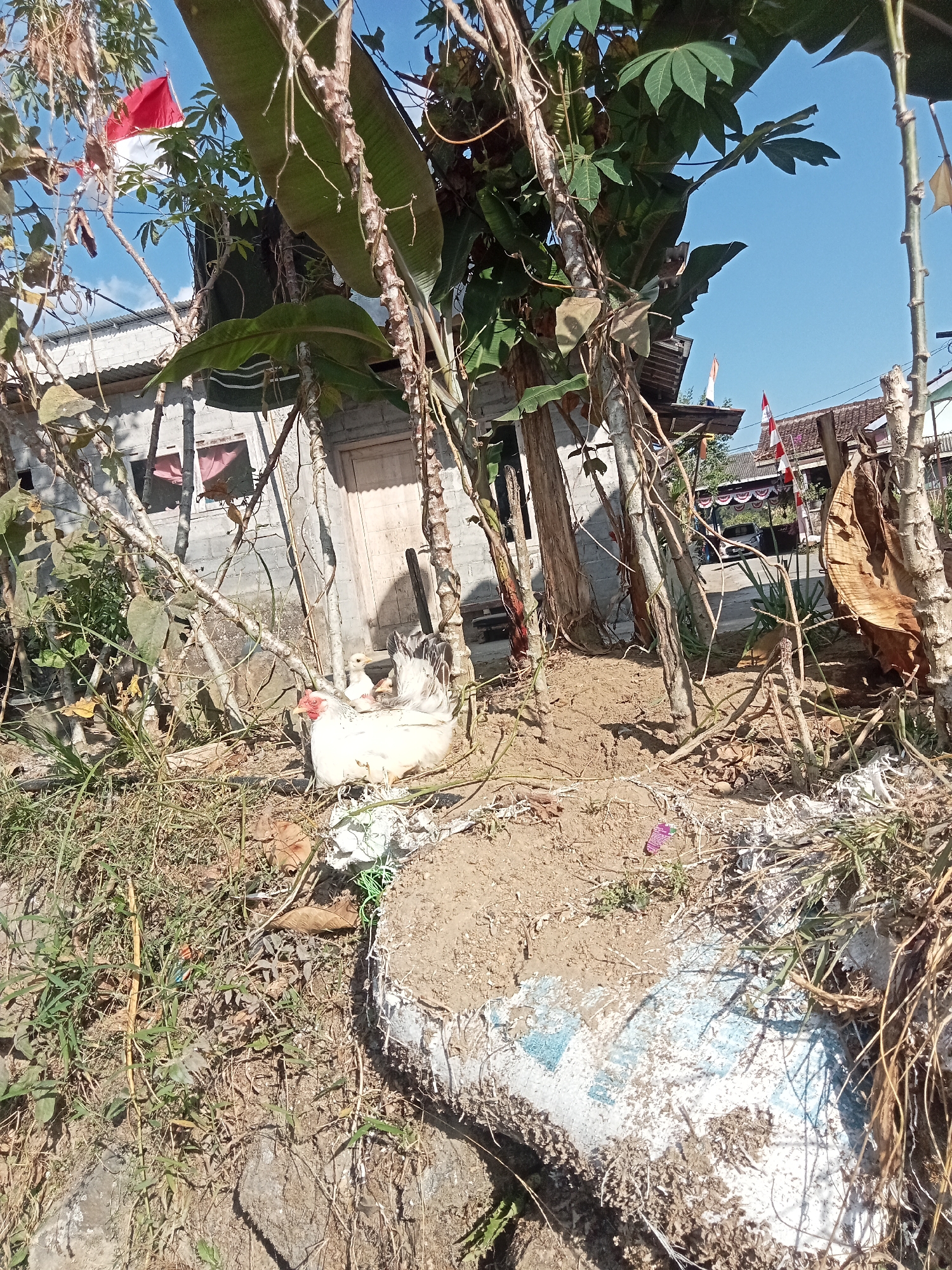 In Pancurwening, Indonesia, an outdoor scene unfolds under a clear blue sky. A white hen and a chick are nestled among dried leaves and vegetation in the foreground. Behind them, several tall plants with large green leaves, possibly banana trees and cassava plants, dominate the midground. In the background, a building with grey brick walls and a white door is visible, suggesting a residential or simple structure. Further in the distance, houses with red tile roofs and decorative banners are seen, indicating a community setting. Two Indonesian flags, red and white, are prominently displayed, one on a pole attached to a building and another smaller one further back. The overall impression is of a rustic, rural environment with signs of local culture and everyday life.