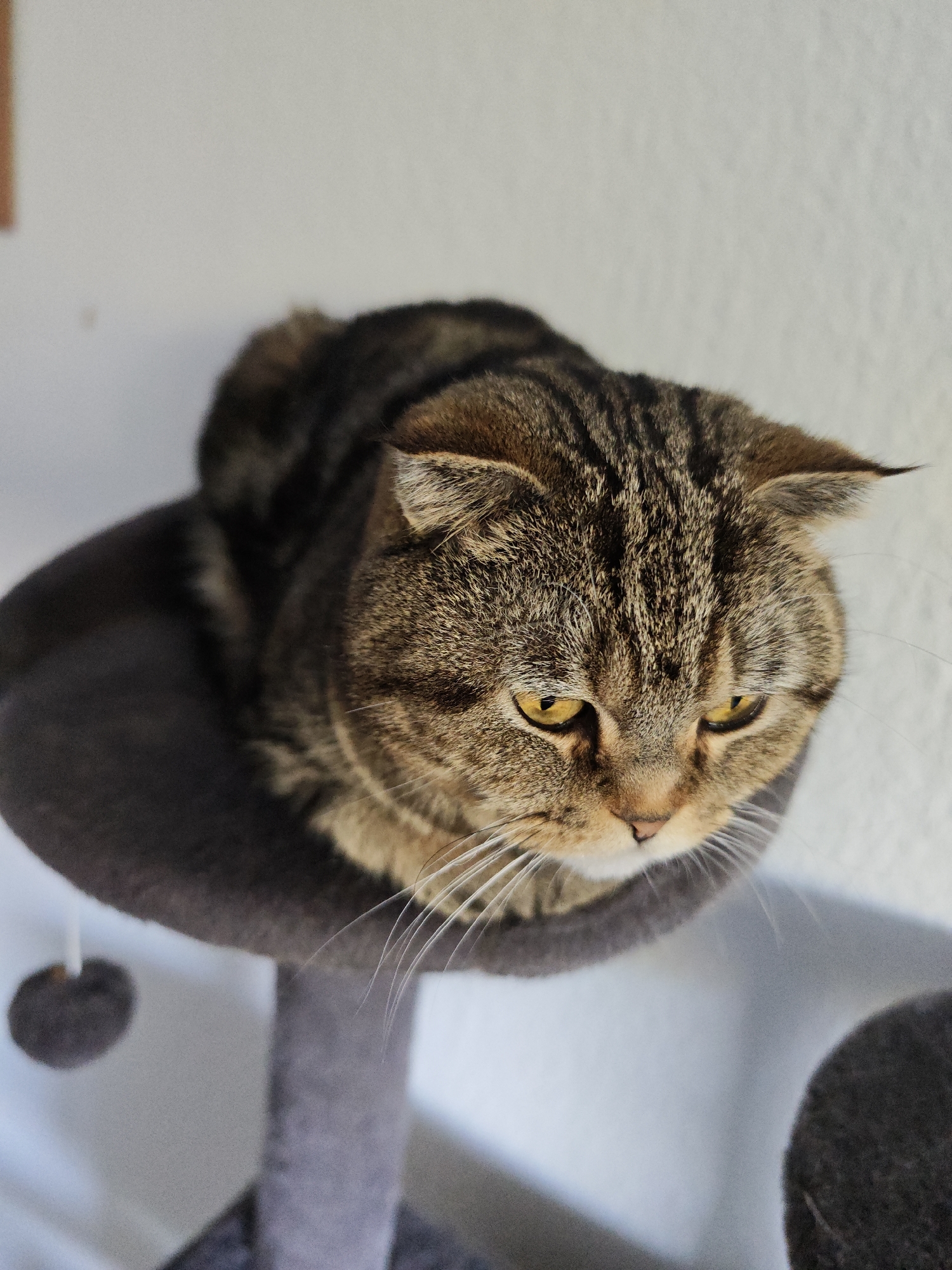 A tan and brown tabby cat with yellow eyes is perched atop a gray cat tree in an indoor environment. The location is unknown. The cat is lying down with its head facing downward. The cat tree has a fuzzy gray surface and a dangling gray toy. The background is a plain white wall.