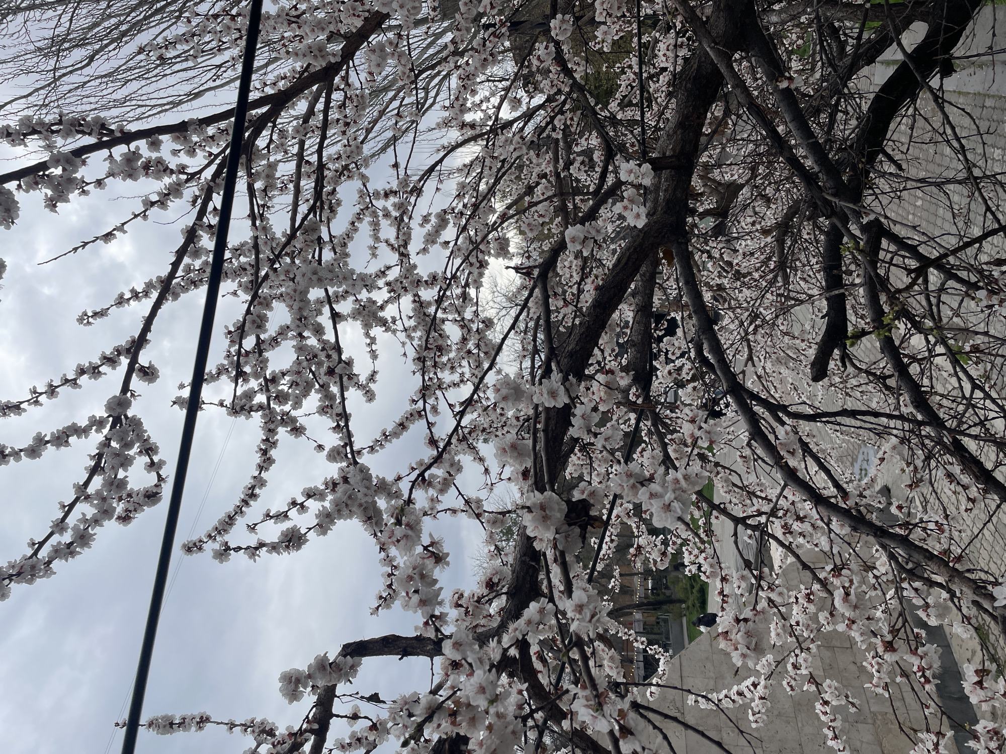 Captured from a low-angle perspective in Yerevan, Armenia, the photograph focuses on blossoming trees, their branches laden with delicate white flowers against a cloudy sky. A thin, black utility pole runs vertically through the left side of the frame. In the background, a building with a textured concrete facade is partially visible. A park or green space with trees and pathways appears indistinctly through the branches, hinting at the location's urban setting. No people are visible in the image.