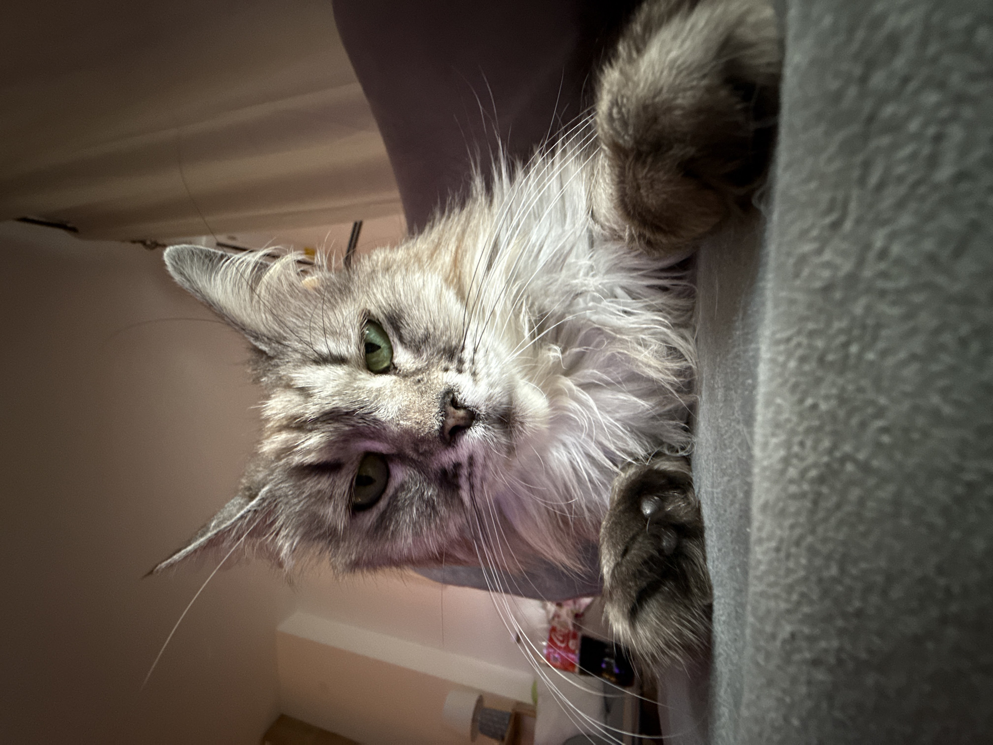 The image features a close-up of a long-haired cat, likely a Maine Coon, with striking green eyes. The cat has a silver tabby or similar gray and white coat, appearing fluffy and well-groomed, particularly around its face and ears, which display prominent tufts. Its long white whiskers are clearly visible, fanning out from its muzzle.
The cat is positioned as if peering over or resting on a piece of gray, textured furniture, possibly a sofa or chair, which occupies the right side of the frame. Its front paws are partially visible, one gripping the fabric. The cat's head is tilted, and it is looking directly into the camera with an intense, curious gaze.
The background is softly lit and out of focus, suggesting an indoor setting. A muted, light-colored wall or surface is visible behind the cat. Some artificial lighting appears to illuminate the cat's face, creating subtle highlights and shadows that emphasize its features. The overall impression is one of a calm and observant animal in a comfortable environment. There is no visible text in the image.