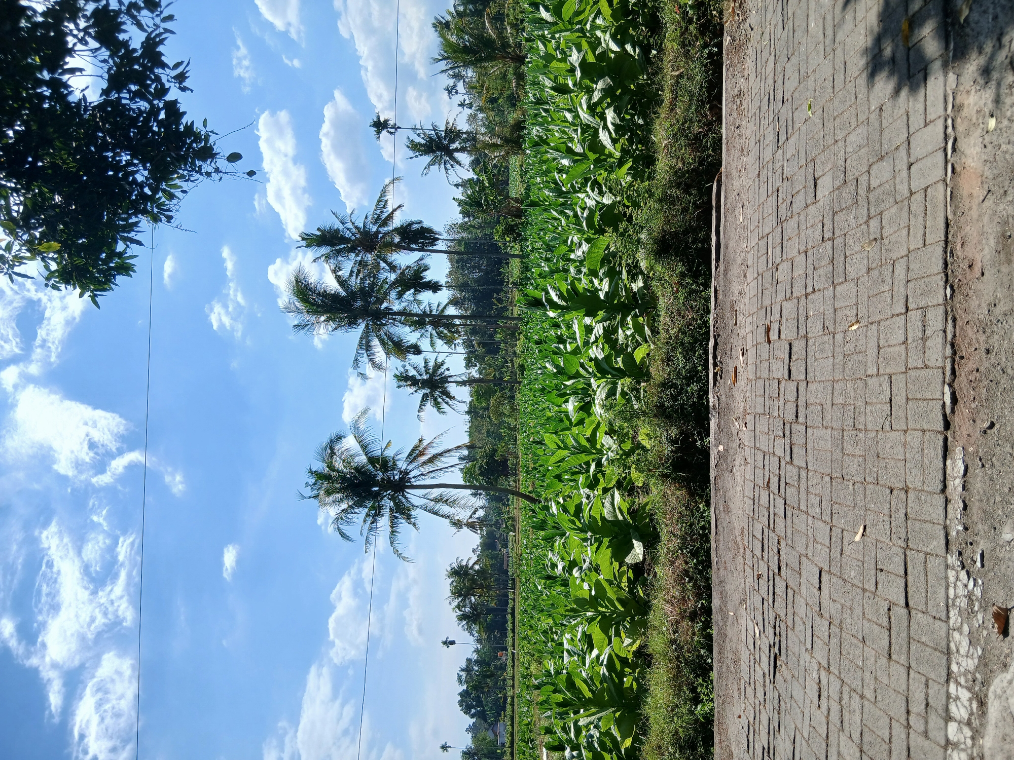 A sunny day is captured in this image, with a clear blue sky adorned with scattered white clouds. In the foreground, a paved pathway made of grey interlocking bricks stretches horizontally. Beyond the pathway, a vibrant green field of crops, likely tobacco plants given the context of Pejaten, Indonesia, dominates the mid-ground. Numerous palm trees of varying heights are interspersed throughout the field and in the background, adding to the tropical landscape. The background also shows a line of trees and some scattered buildings, hinting at a rural or semi-rural setting. The lighting suggests it is daytime, with sunlight casting shadows on the ground. There are no people visible in the frame.