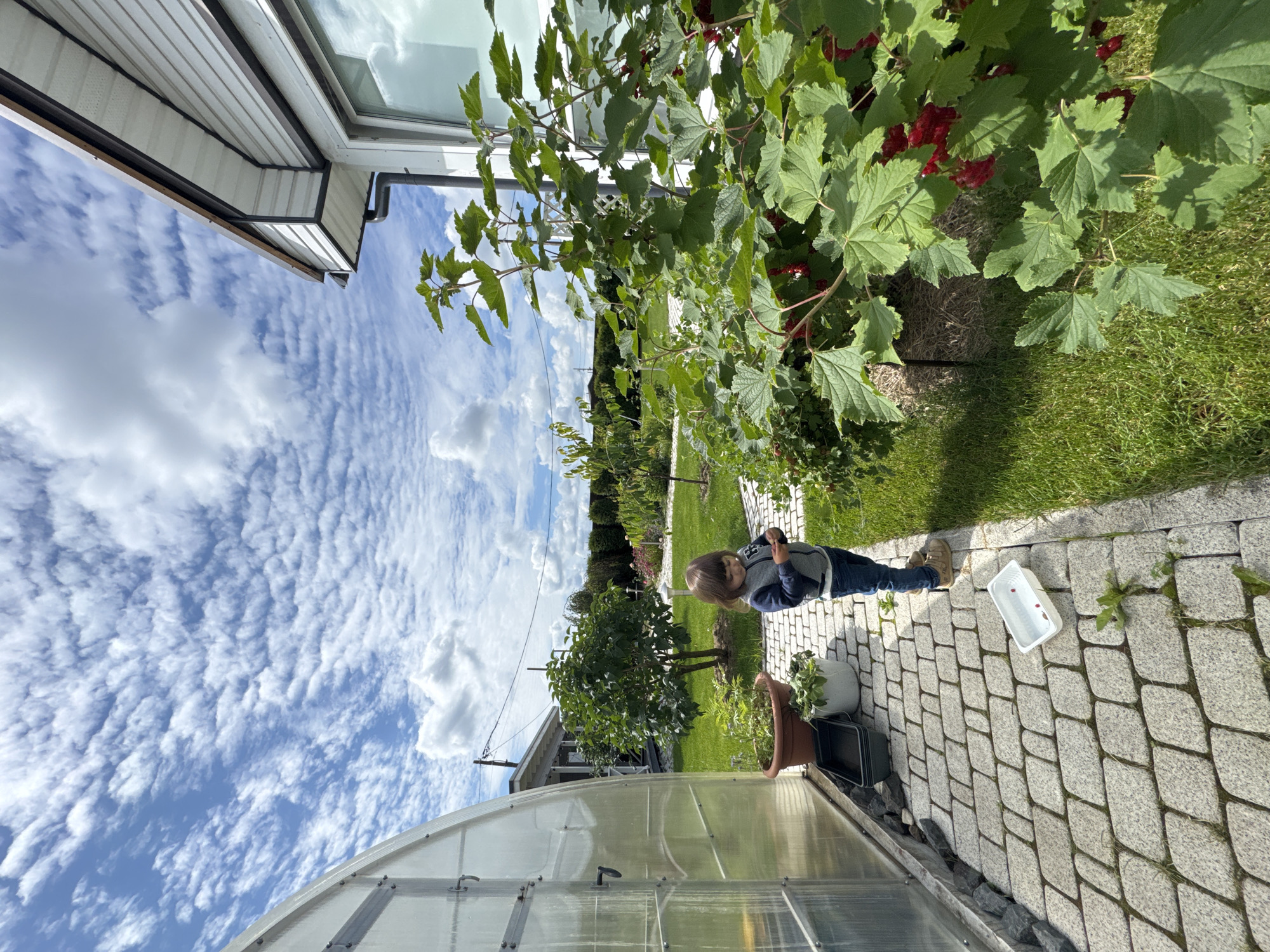 A young child stands on a paved pathway in a backyard garden in Oliki, Russia. The child, wearing a grey zip-up hoodie, blue jeans, and tan shoes, is looking down at their hands. To the left of the child is a translucent greenhouse with a curved roof. In front of the greenhouse are two potted plants, one a terracotta pot with a green plant, and a black plastic tray. To the right of the child is a lush green bush with red berries. Beyond the child and the bush is a manicured lawn and other garden elements, including trees and flowering plants. In the background, a white house with a brown-trimmed roof is visible. The sky is blue with scattered white, puffy clouds. A white plastic container with a few red berries is on the pathway in front of the child.
