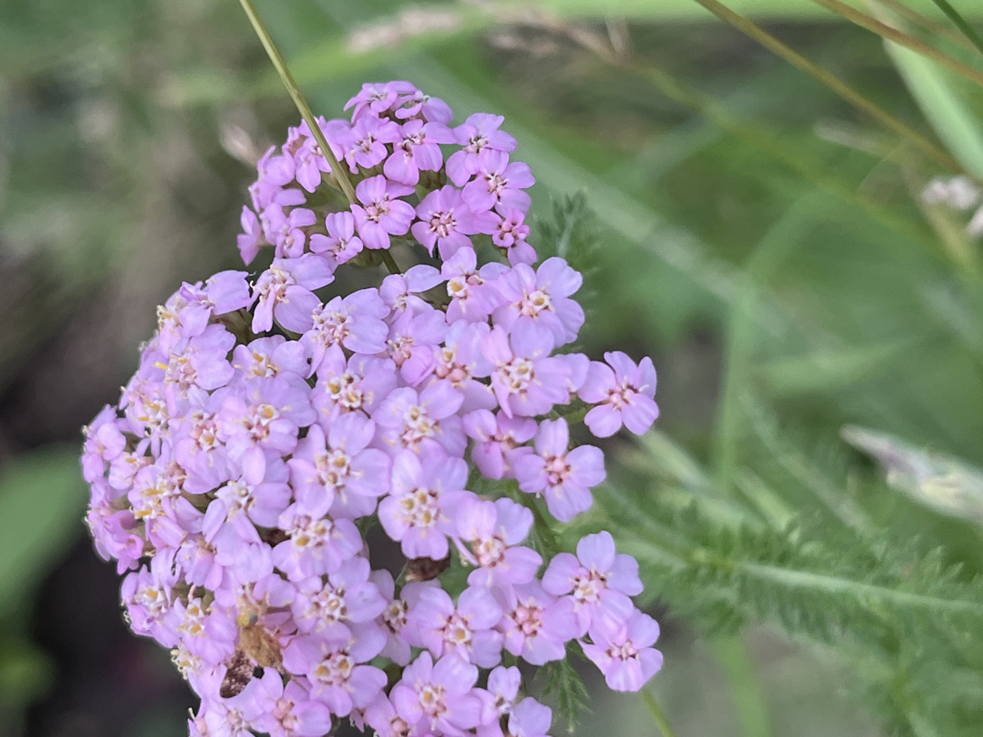A cluster of small, pale purple flowers with yellow centers is in focus on the left side of the frame. A tiny insect with brown and tan markings is visible on one of the flowers, seemingly resting or feeding. The flowers are surrounded by out-of-focus green foliage, with a thin, light brown stem extending from the right side of the frame and partially obscuring the flowers. The background is a soft blur of greens and browns, suggesting an outdoor natural setting. There is no indication of any specific location within the city of Nizhny Tagil, Russia.