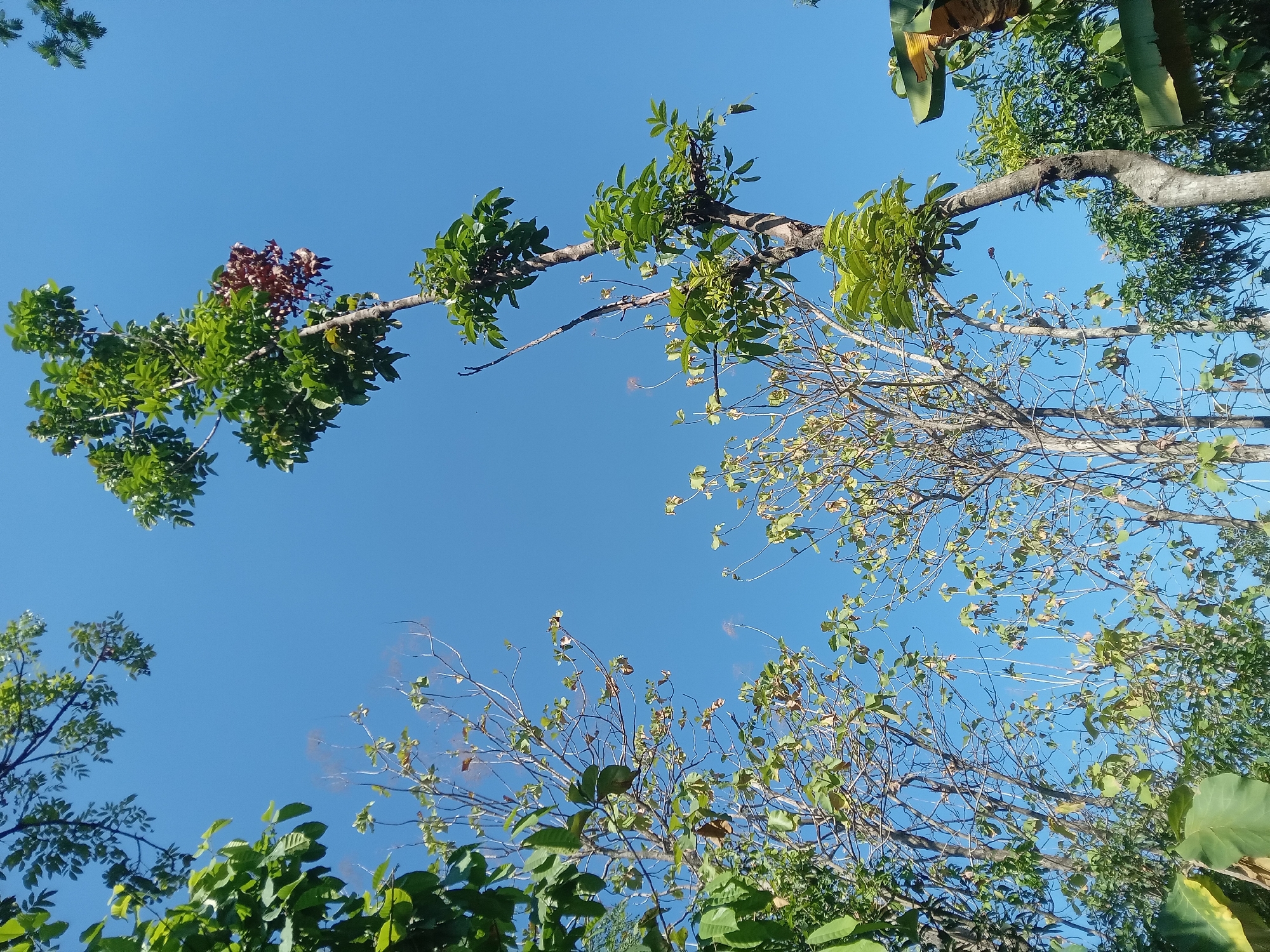 This is a low-angle shot of trees against a clear blue sky. The image appears to be taken in Kedunggudel, Indonesia. Several trees are visible, some with full green foliage, while others are bare or have sparse leaves. A few large green leaves are in the foreground on the left. The sky is a bright, cloudless blue. There are no people or animals in the image. The environment suggests an outdoor, natural setting, possibly a garden or park area.