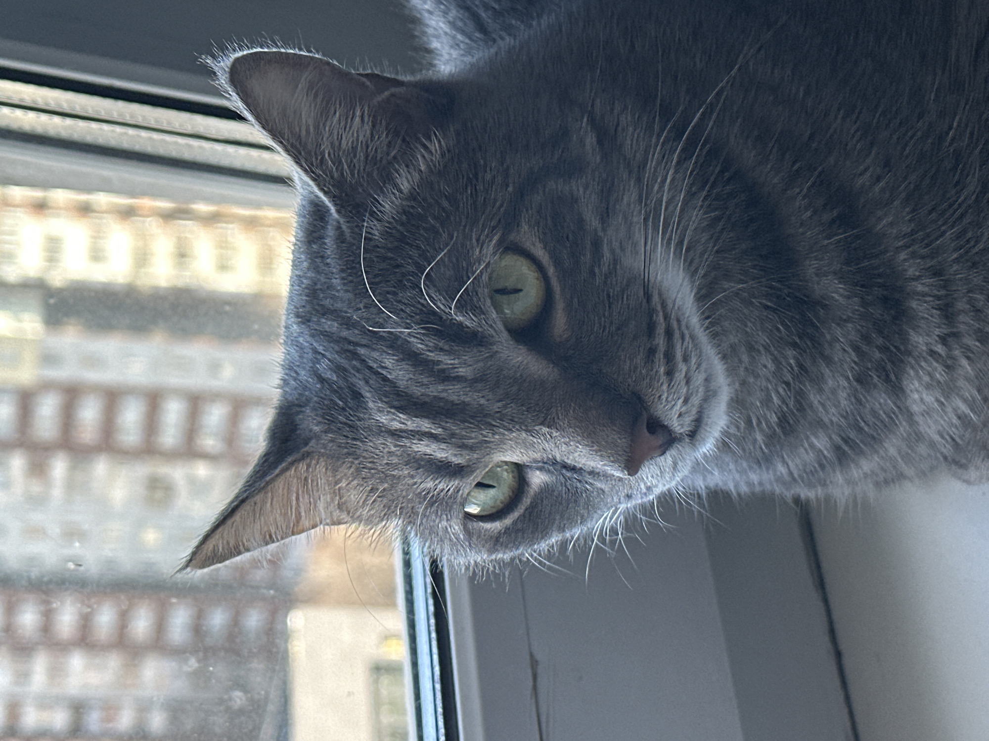 A close-up, diagonal shot captures the head of a grey tabby cat looking intently out of a window during daytime. The cat's head is tilted, with its gaze directed downwards and to the left, suggesting curiosity or observation of something outside the frame. Its vibrant green eyes are open and focused. The cat has short, striped grey fur, and several prominent white whiskers extend from its muzzle. Part of its right ear is visible at the top, and its left ear points downwards.
The cat is positioned against a window pane and a white window sill is partially visible in the lower right. Through the window, a blurred background reveals the light-colored, rectangular shapes of distant buildings, indicating an urban or residential setting. The natural light suggests a clear day. No text is visible in the image.