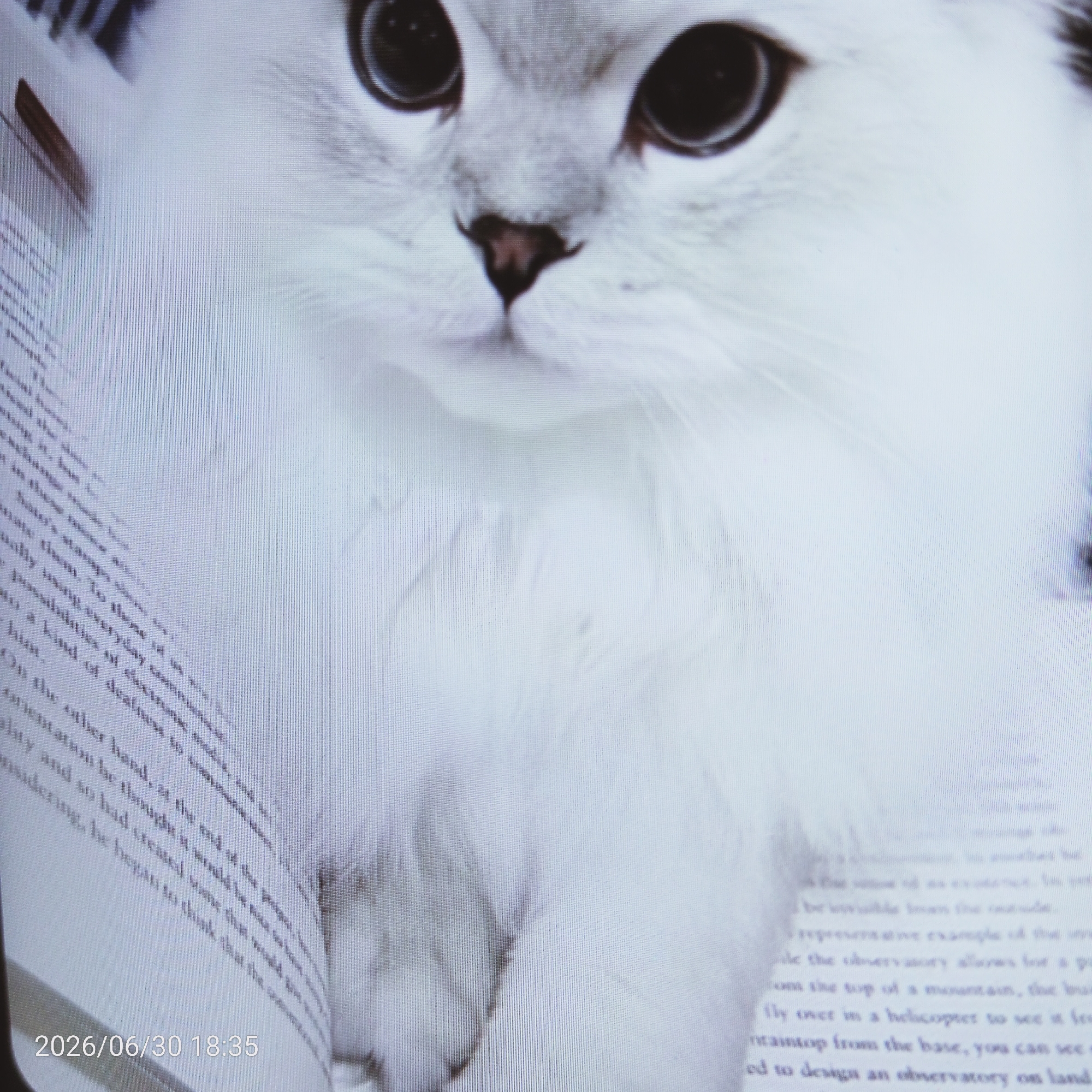 This is a close-up, angled shot of a white cat with large, dark eyes and a pink nose, positioned over an open book. The cat's face is the primary subject, with its fur appearing soft and fluffy. The book is partially visible, with text printed on its pages, but the text is largely obscured by the cat. The lighting is bright, suggesting it could be daytime. The image appears to be a photograph of a screen or display, indicated by a timestamp in the bottom left corner: "2026/06/30 18:35". The visible text from the book includes fragments like "Maty and so had created and wulk", "pre example of the", "File the chinery allows for a po", "the top of a mountain, tiver", "fly over in a helicopter to see it fro", "Intantop from the base, you can see", and "ed to design an observatory on land". The overall scene is domestic, with the cat interacting with a book.