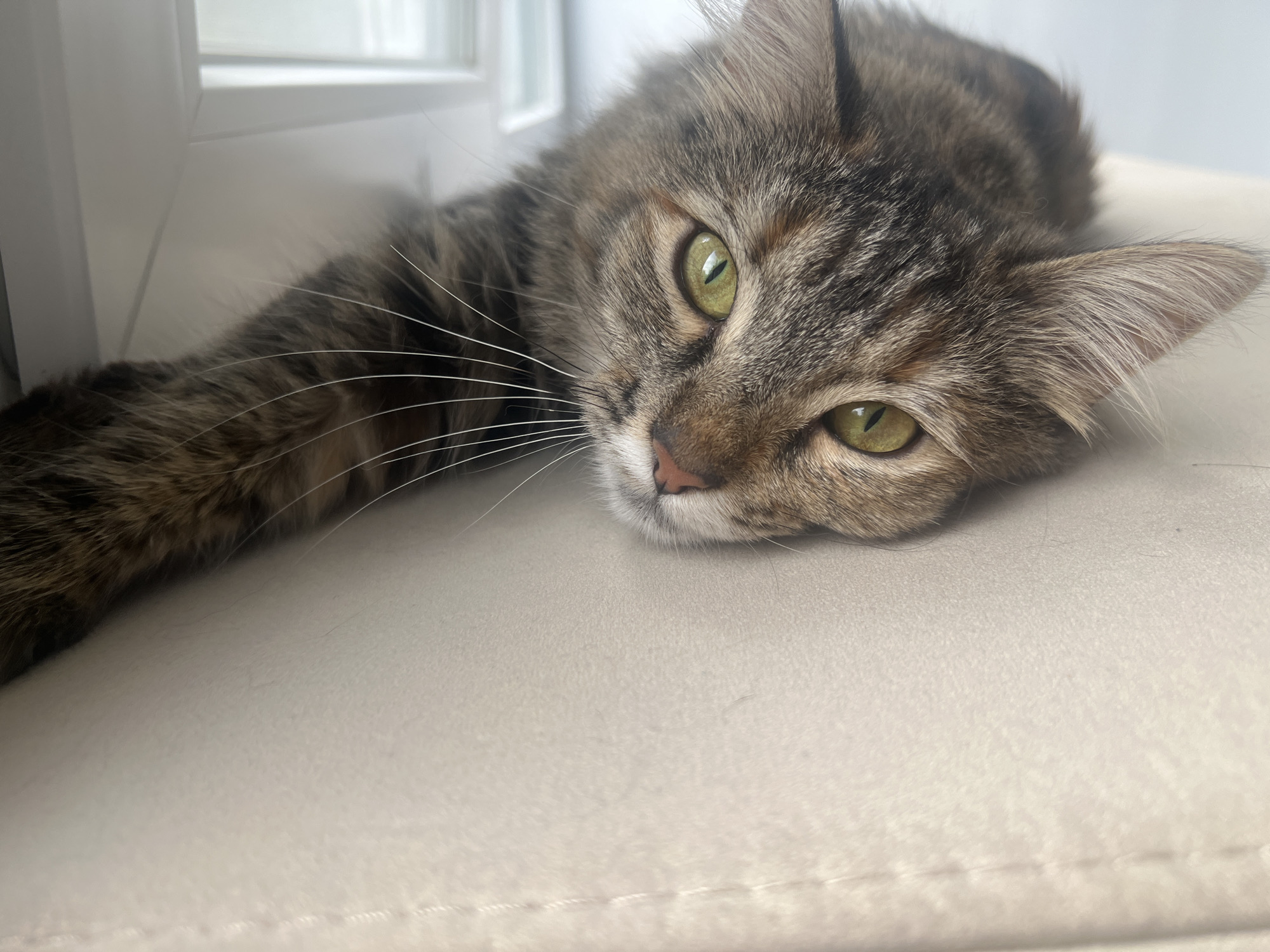 A close-up shot captures a tabby cat resting on a light-colored, plush surface, likely a sofa or a padded windowsill. The cat is lying on its side, with its head resting on the surface and its left paw stretched out in front of it, out of focus. Its fur is a mix of brown, black, and gray stripes, typical of a tabby pattern. The cat's eyes are a striking bright green, wide open and looking towards the camera, conveying a relaxed or perhaps curious expression. Its whiskers are long and white, fanning out from its muzzle. The cat's nose is a delicate pink.
The background is softly blurred, suggesting a shallow depth of field. A hint of white, possibly a window frame or blinds, is visible in the upper left corner, suggesting an indoor setting. The lighting appears to be natural, possibly coming from the window, creating a gentle illumination on the cat's face. The overall mood of the image is peaceful and intimate, focusing on the cat's serene repose. There is no visible text in the image.