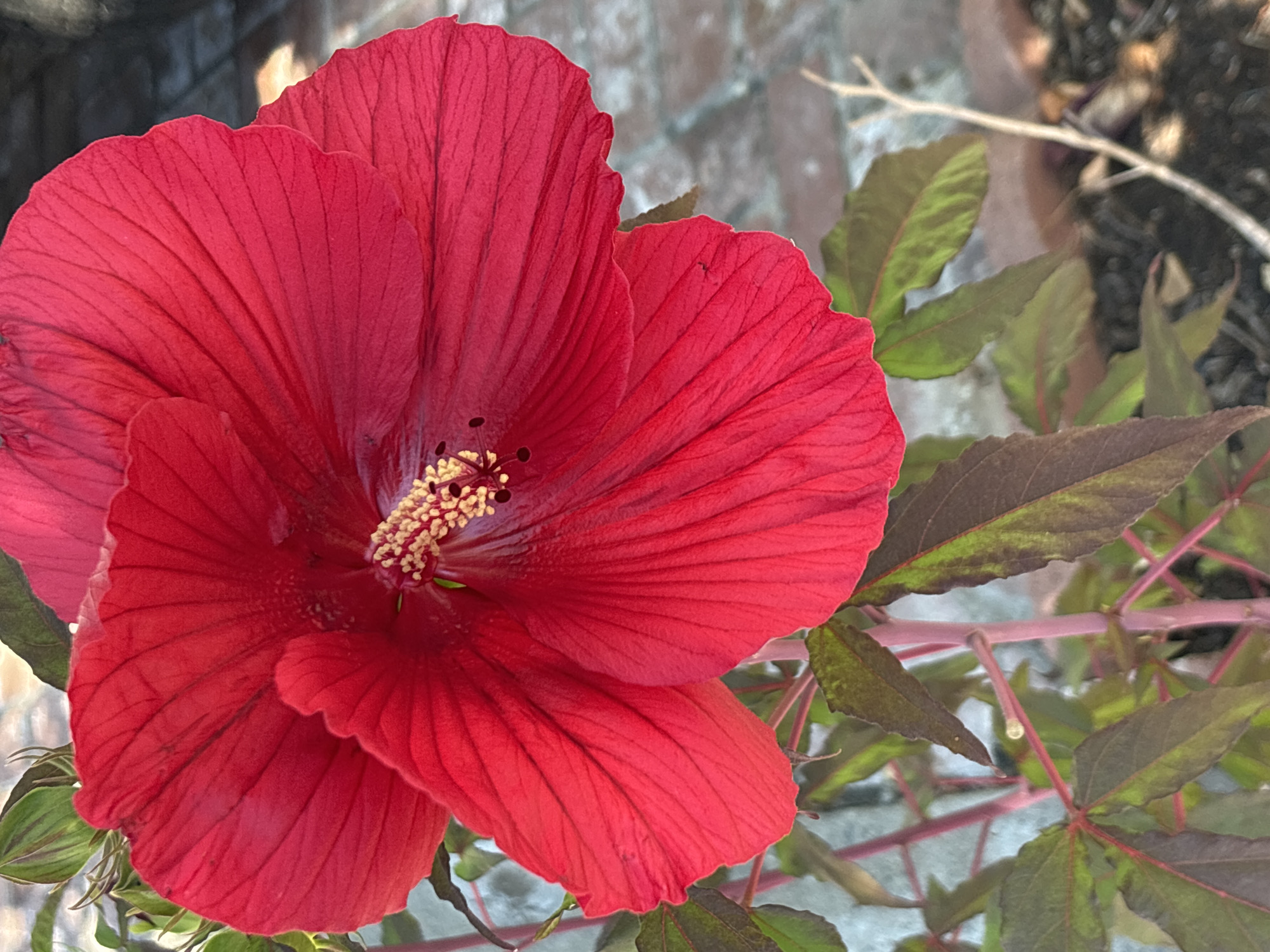 A close-up, eye-level shot showcases a vibrant, large red hibiscus flower in full bloom, its petals unfurling outwards. The flower's center features a prominent stamen with yellow pollen. Surrounding the bloom are dark green and reddish leaves, some appearing slightly wilted, attached to thin, reddish-pink stems. The background is blurred, revealing a brick wall and dark soil with some scattered debris. The scene is outdoors, likely in a garden or natural setting, with no people or animals visible. The lighting suggests it is daytime. The image was taken in Citrus Heights, United States of America.