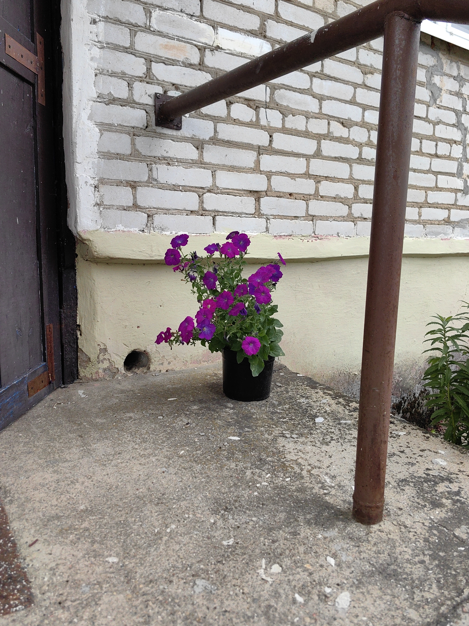 A potted plant with purple flowers sits on a concrete slab in front of a white brick building. A dark wooden door is visible on the left side of the image, and a rusty metal railing runs along the top and right sides of the frame. The building appears to be located outdoors in an urban setting, likely in the city of Myadzyel, Belarus, given the context. The concrete is worn and cracked in places, and there is a small, dark circular opening in the wall of the building just behind the plant.