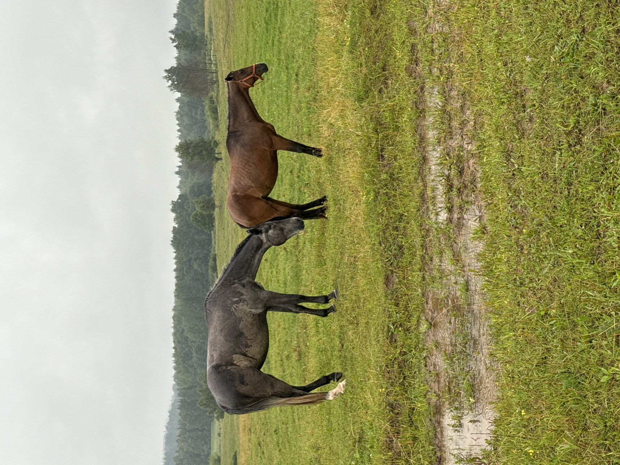 Two horses stand in a grassy field in Galinė, Lithuania. A dappled grey horse on the left lowers its head to interact with a brown horse on the right, which wears a red halter. The field is wet and muddy in the foreground, with a small puddle reflecting the overcast sky. In the background, a dense line of green trees forms the horizon under a cloudy sky.