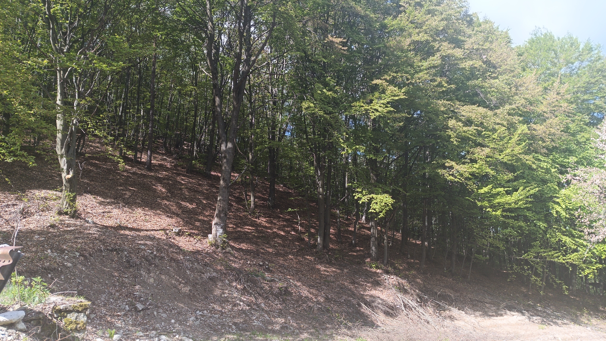 The image depicts a forested hillside in Vrata, Bulgaria. The scene is dominated by deciduous trees, likely beech, with varying degrees of foliage development, suggesting early spring. The ground is covered in leaf litter and exposed soil, indicating a recent shift in terrain or limited ground cover. Sunlight penetrates the canopy, creating dappled shadows on the hillside. The lower portion of the image reveals a dirt track or path, suggesting human activity or accessibility. To the far left, there is a partially visible object.